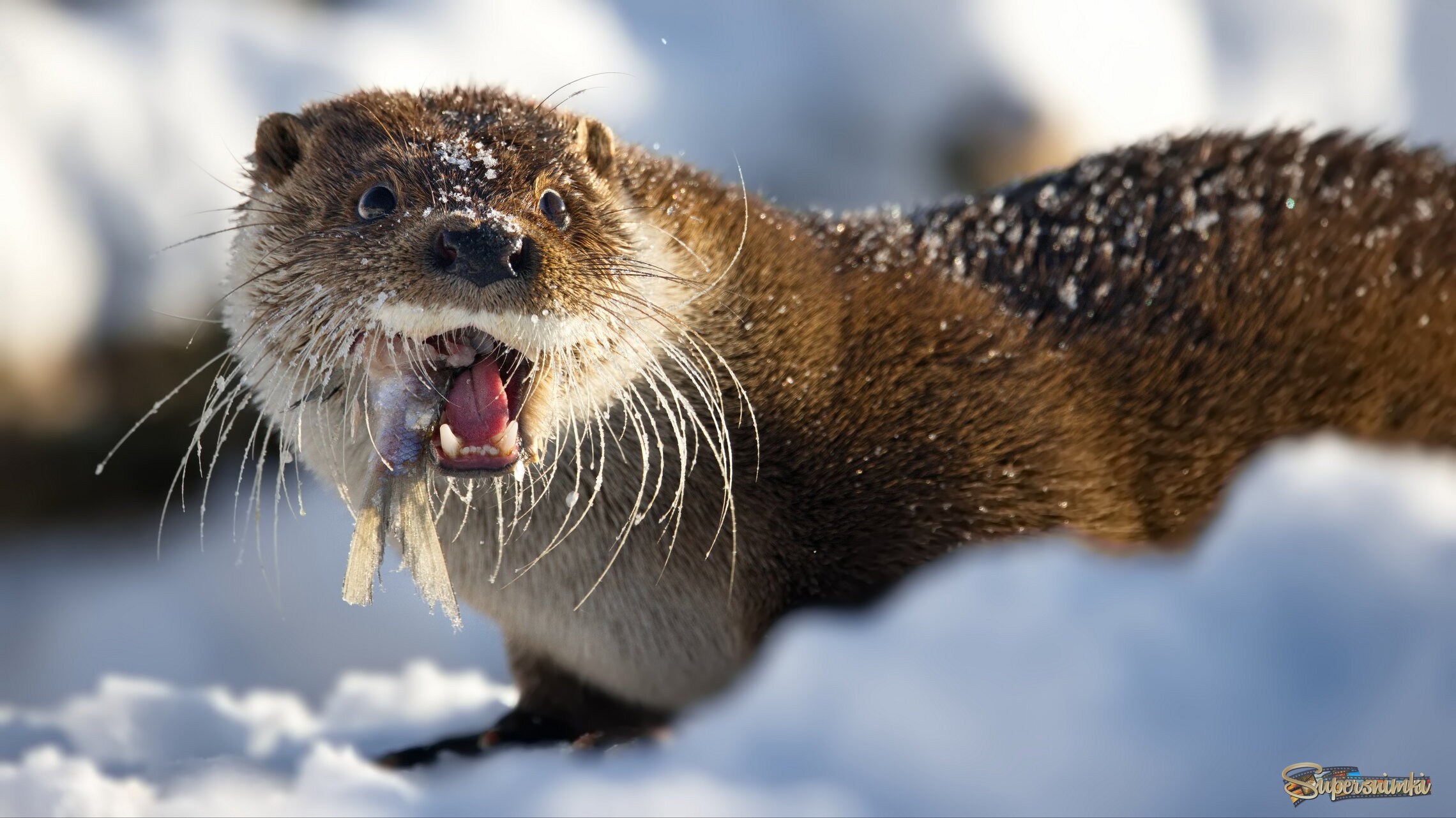 Рыбу нужно есть с головы!