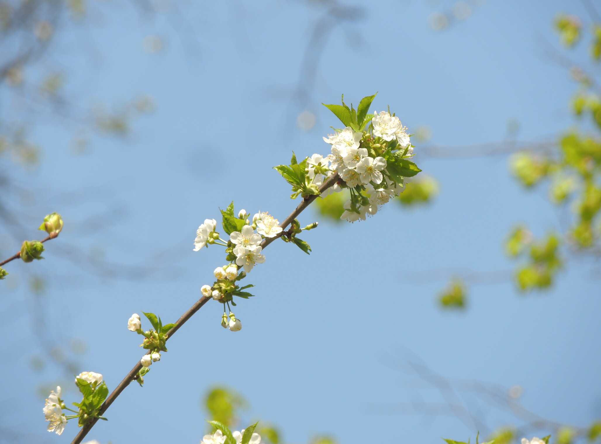 Вишня в лесу