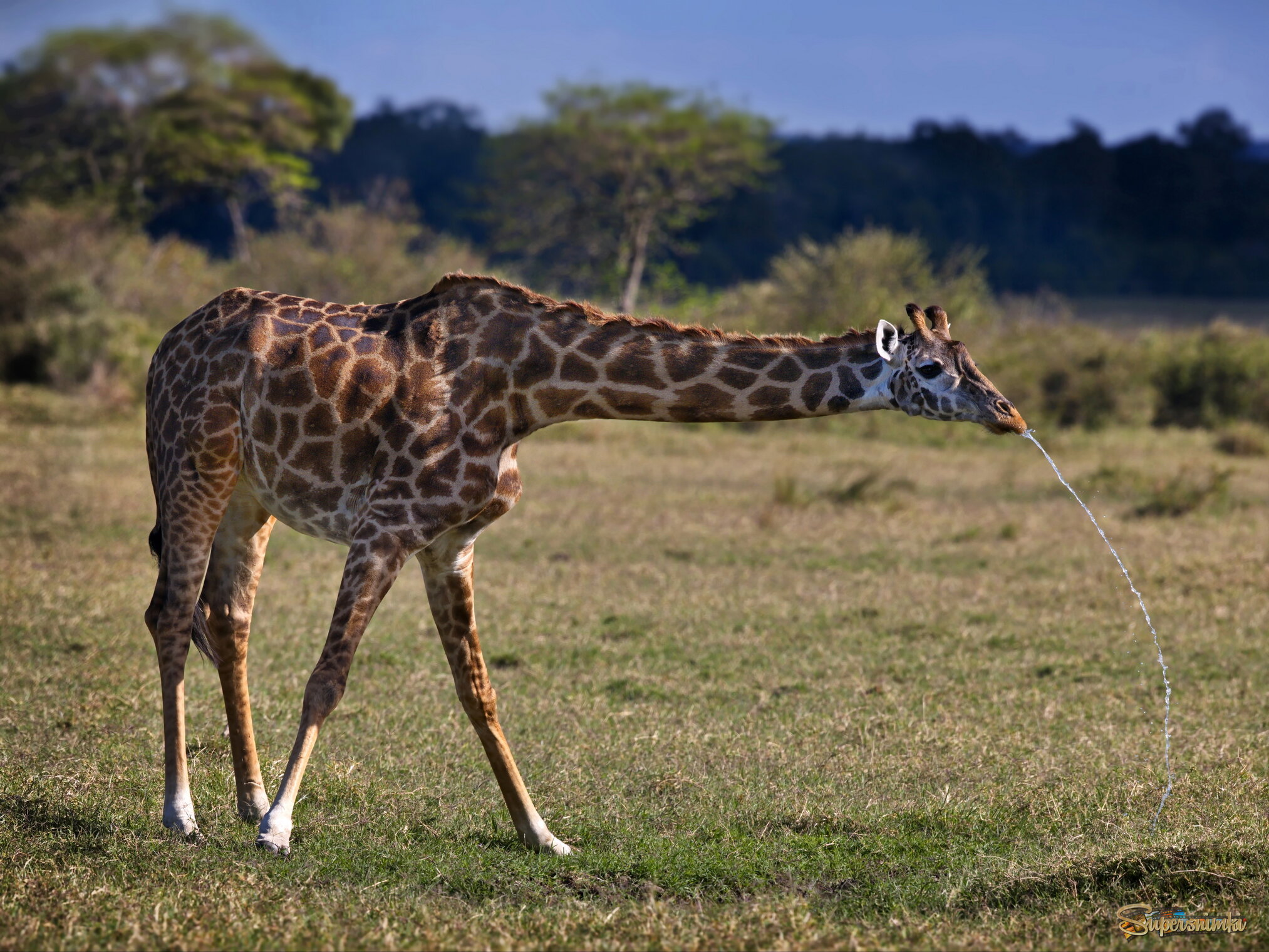 Почистил зубы - прополощи рот!