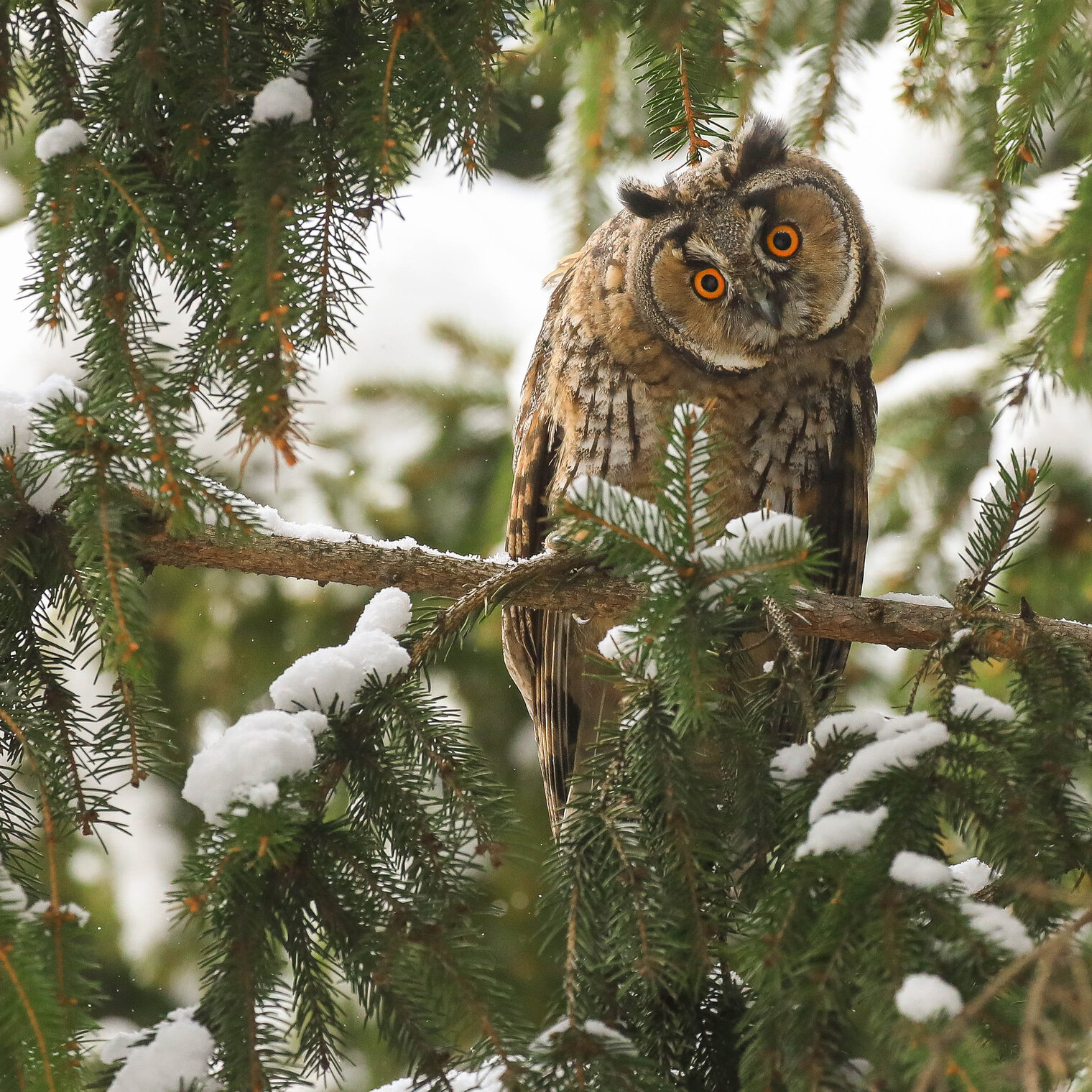 Что нам снег, что нам... 