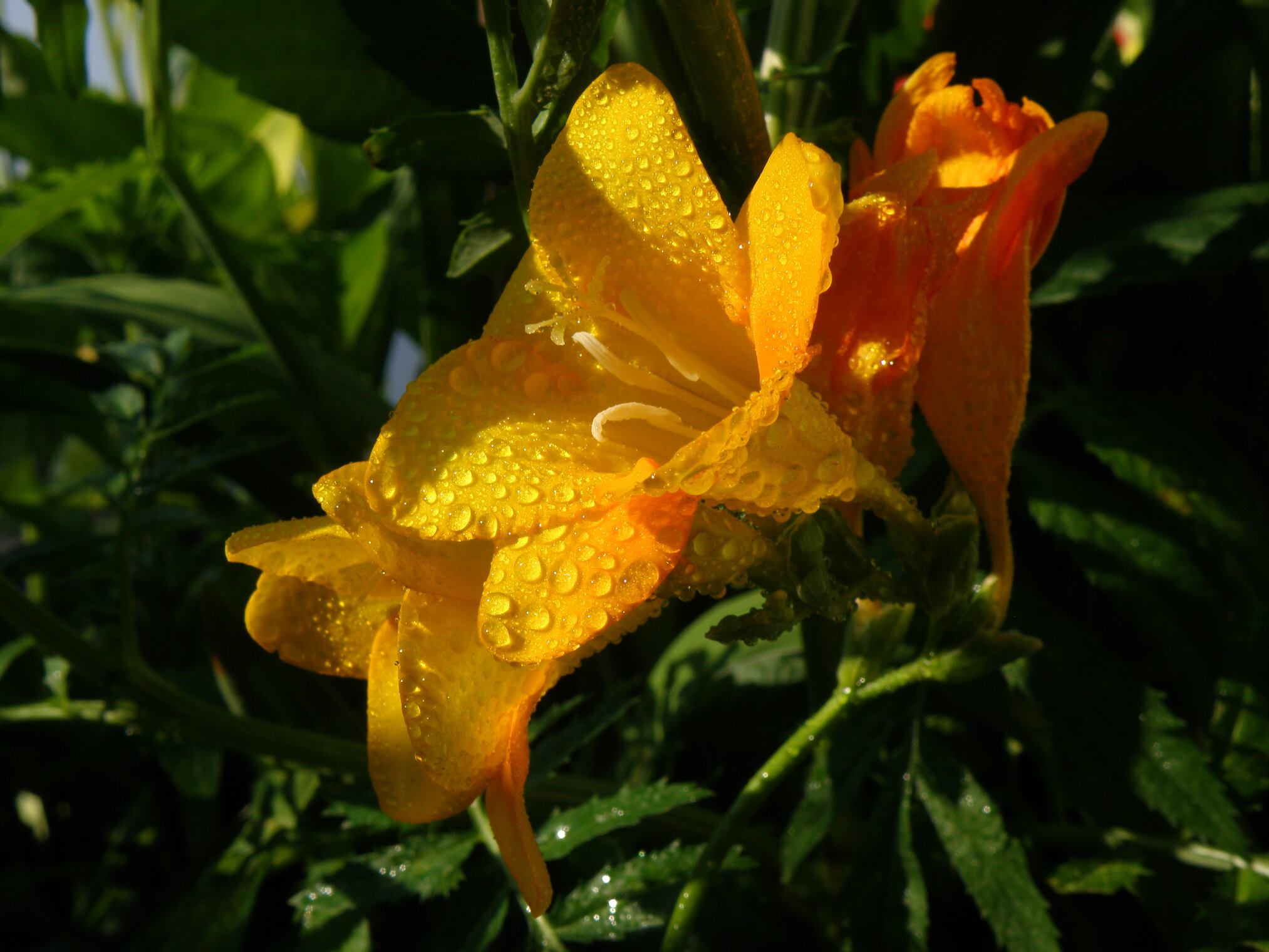 680a6126d06e209546d63994