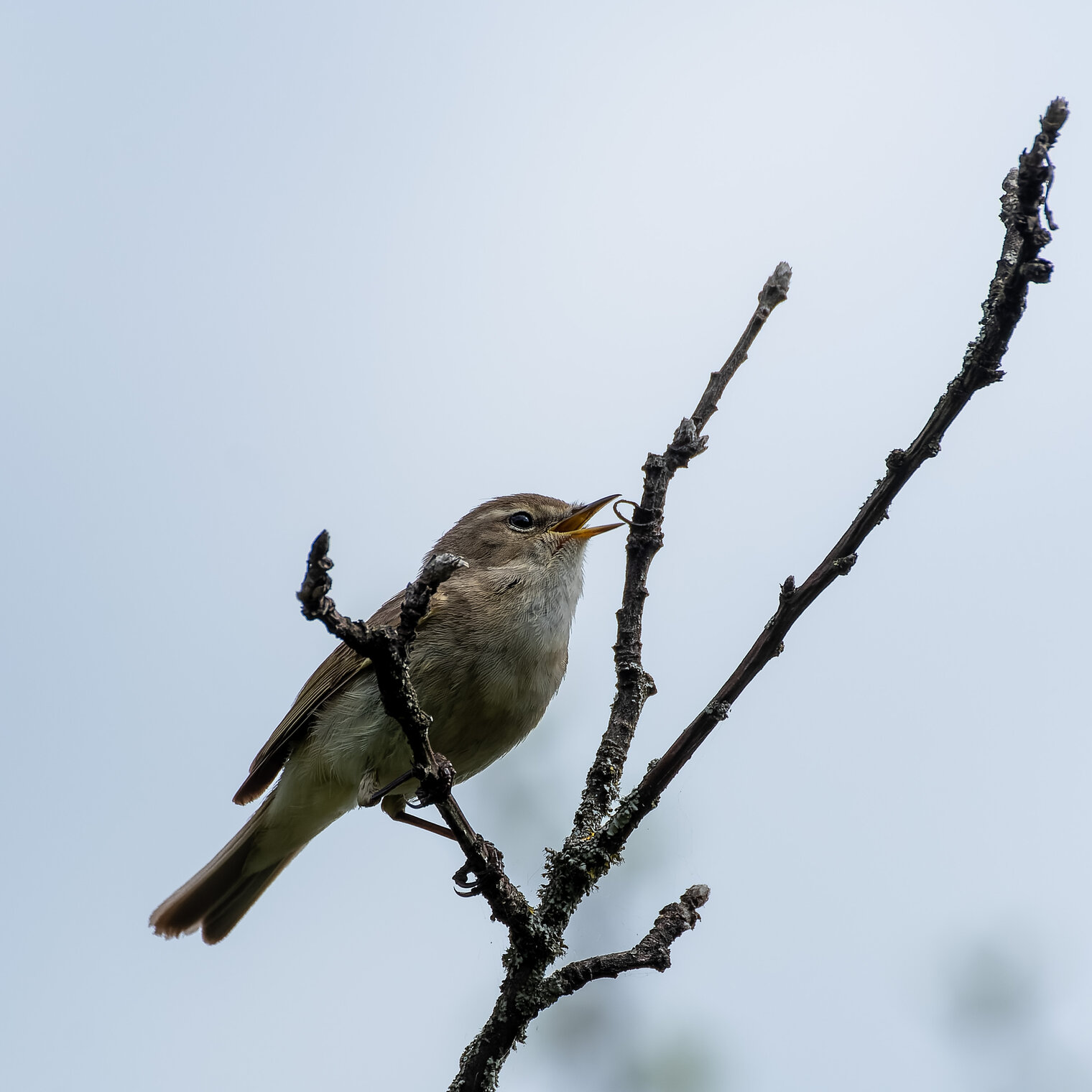 Портфолио пеночки -теньковки )))