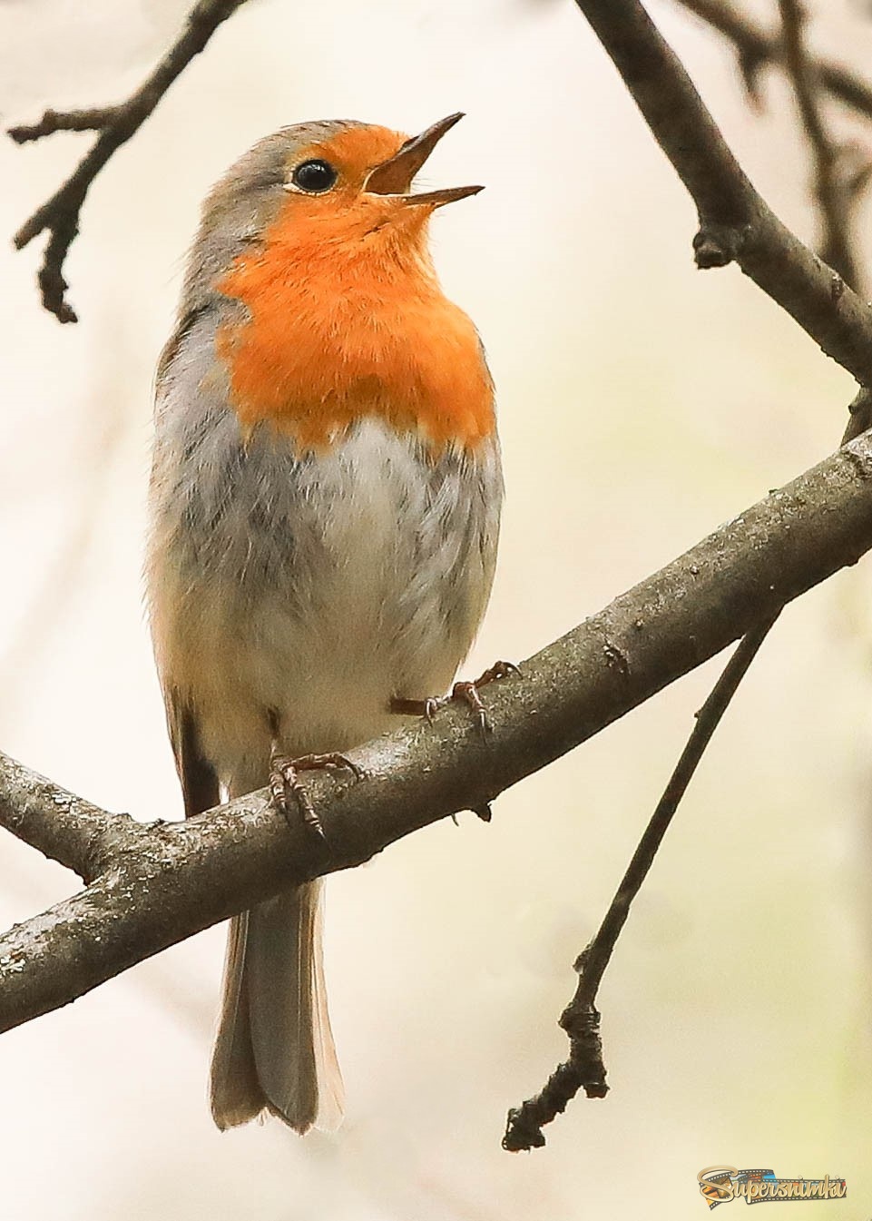 Я вам спою... 