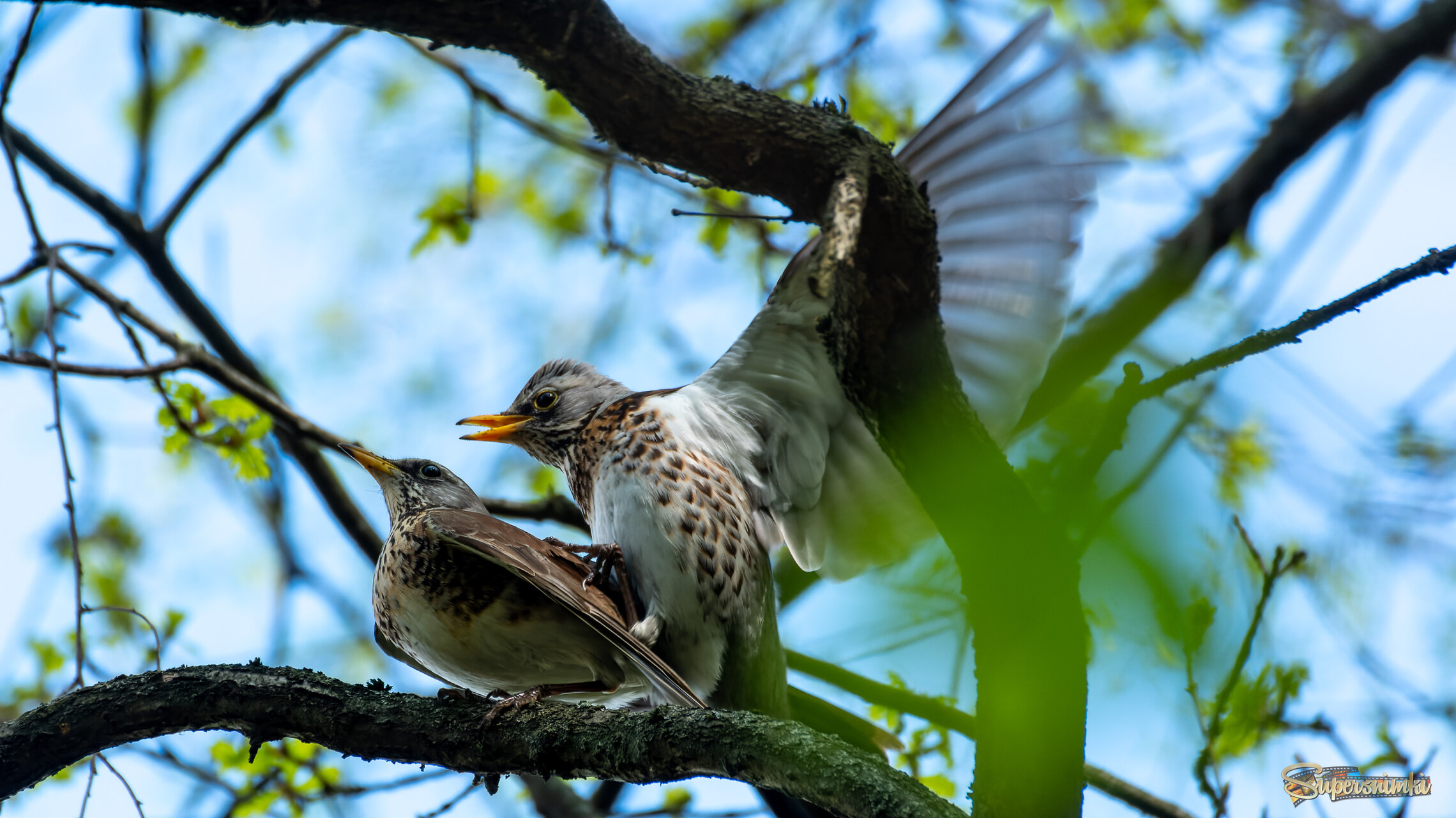 Весна Дроздов ))