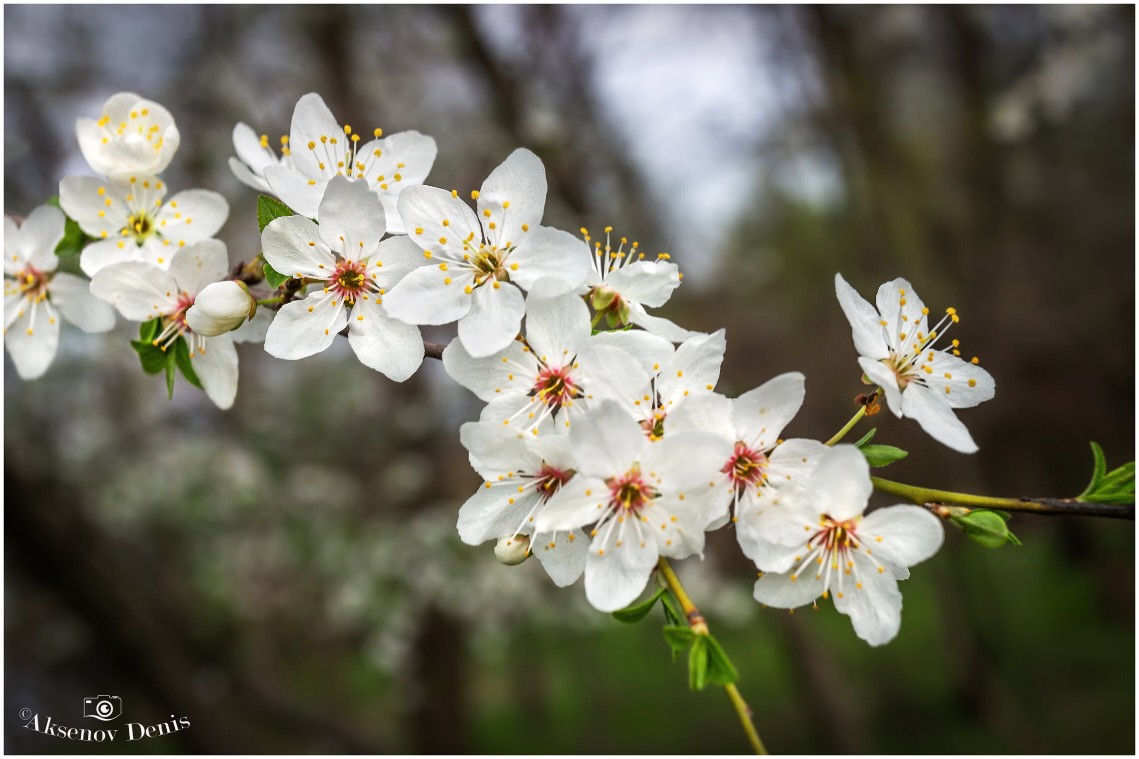 Когда по весне природа просыпается