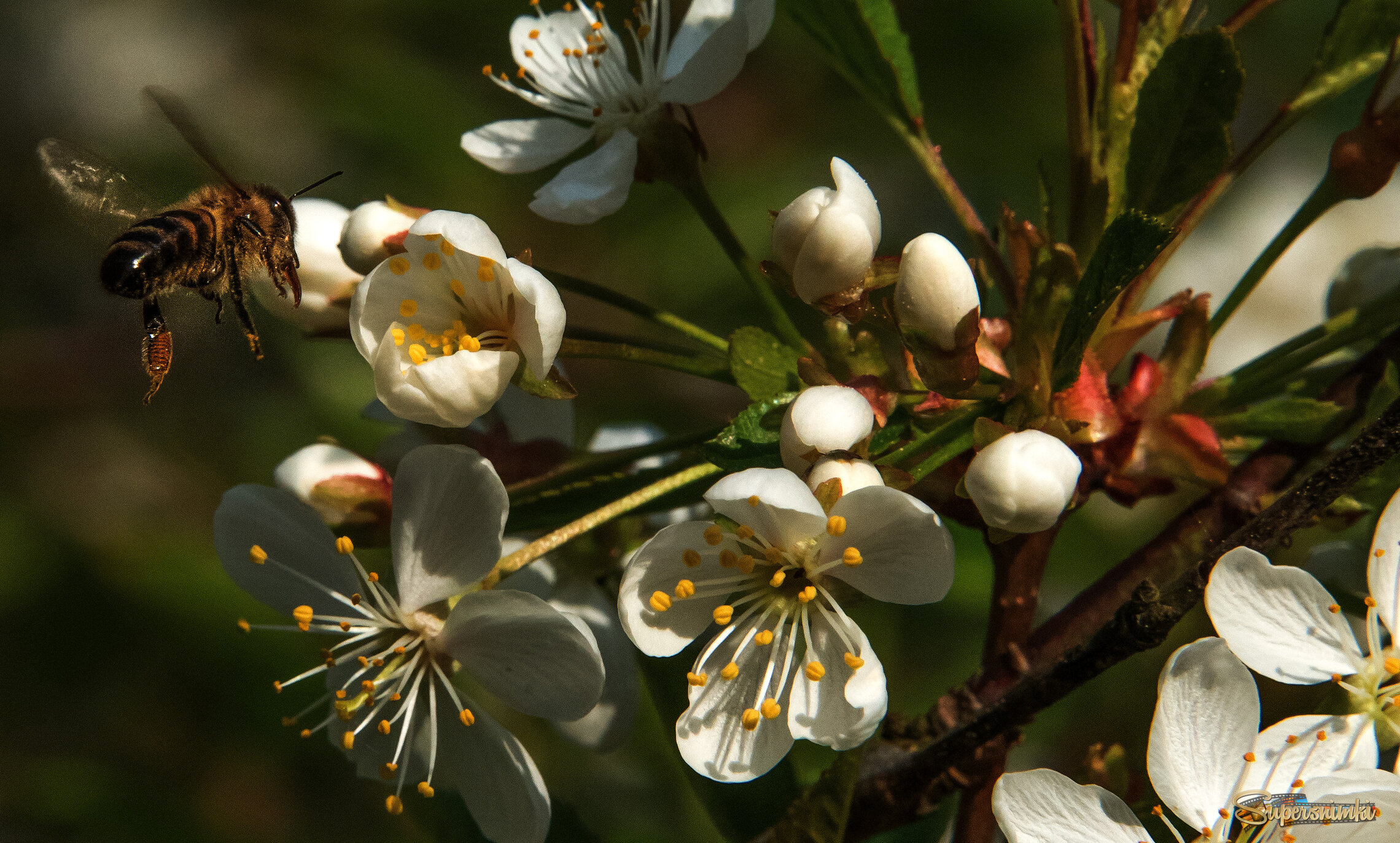 Пора цветения.