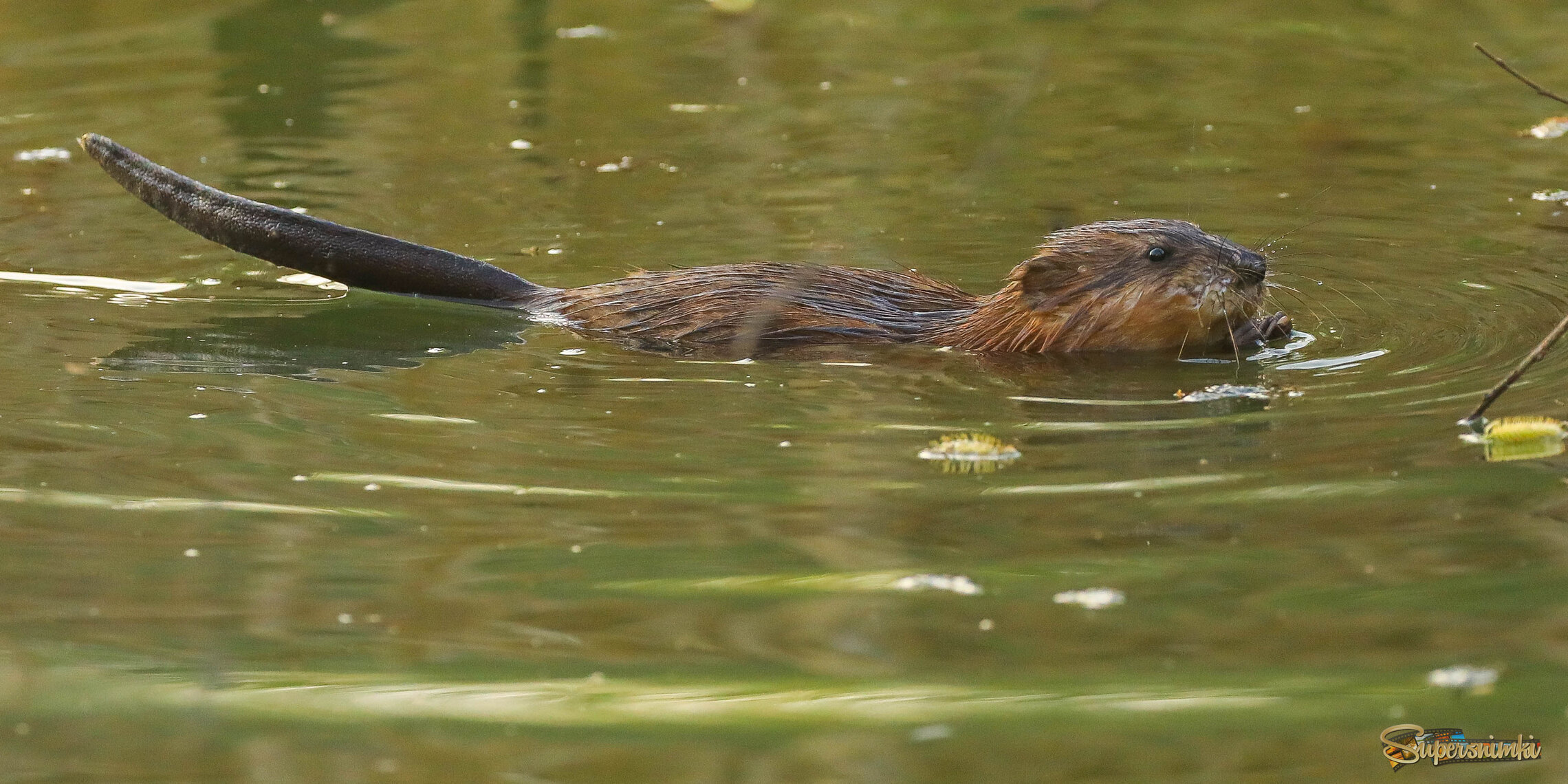 Мне и в воде удобно есть... 