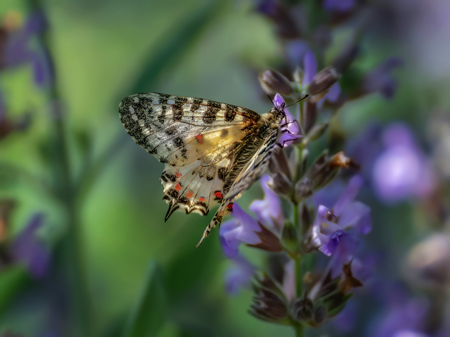 Краски лета