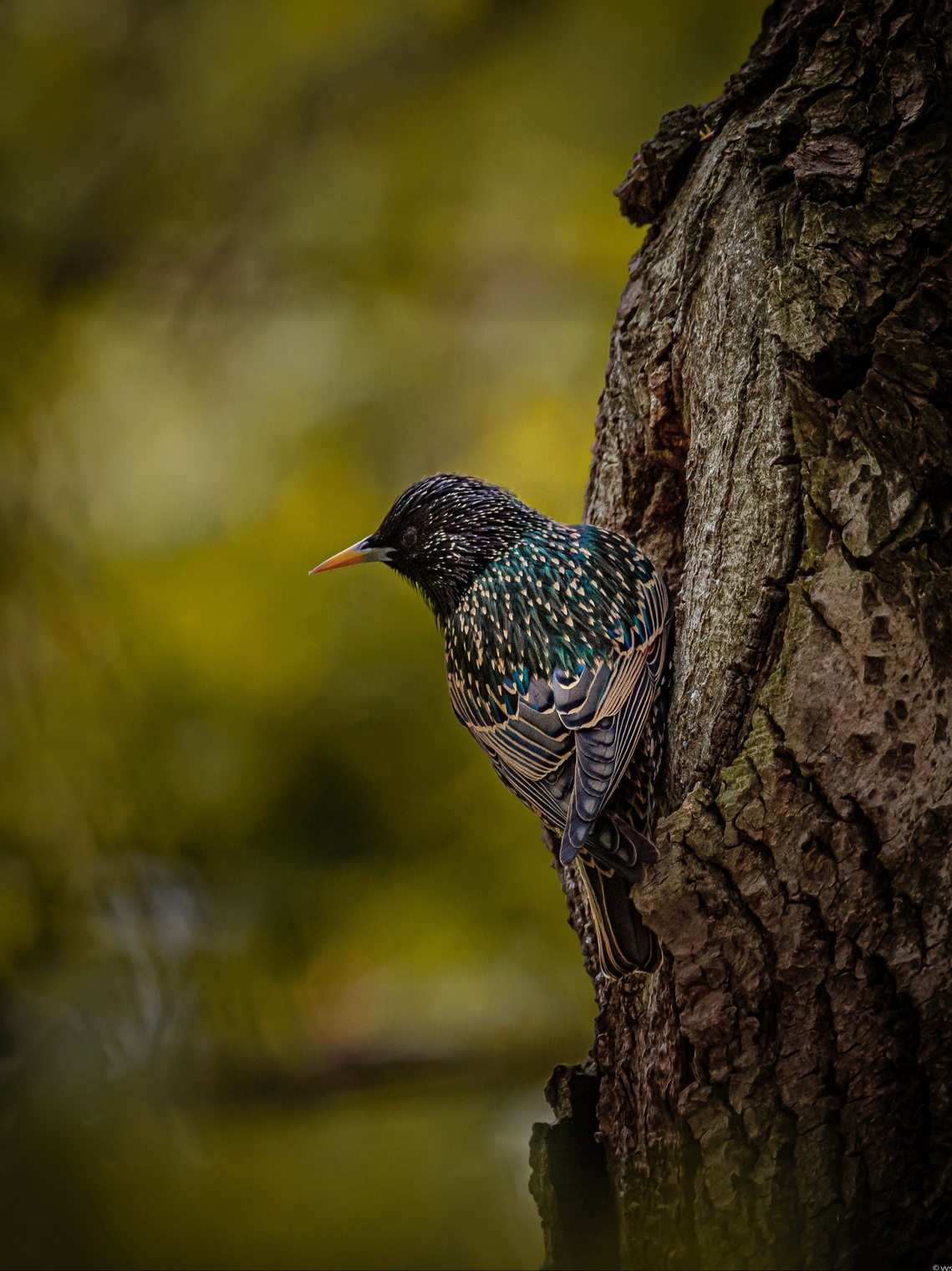 женильный костюм 