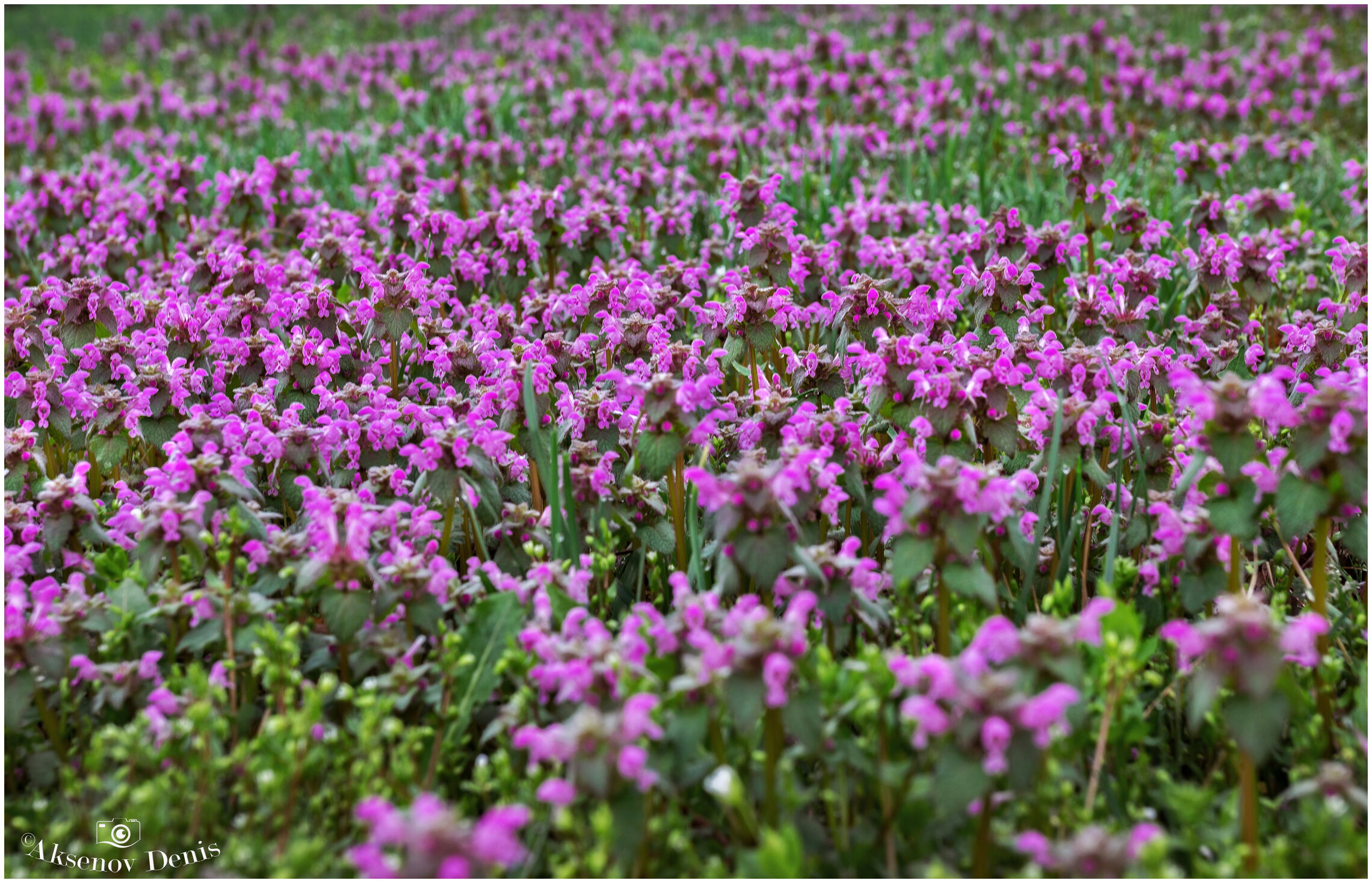 Весенний мотив