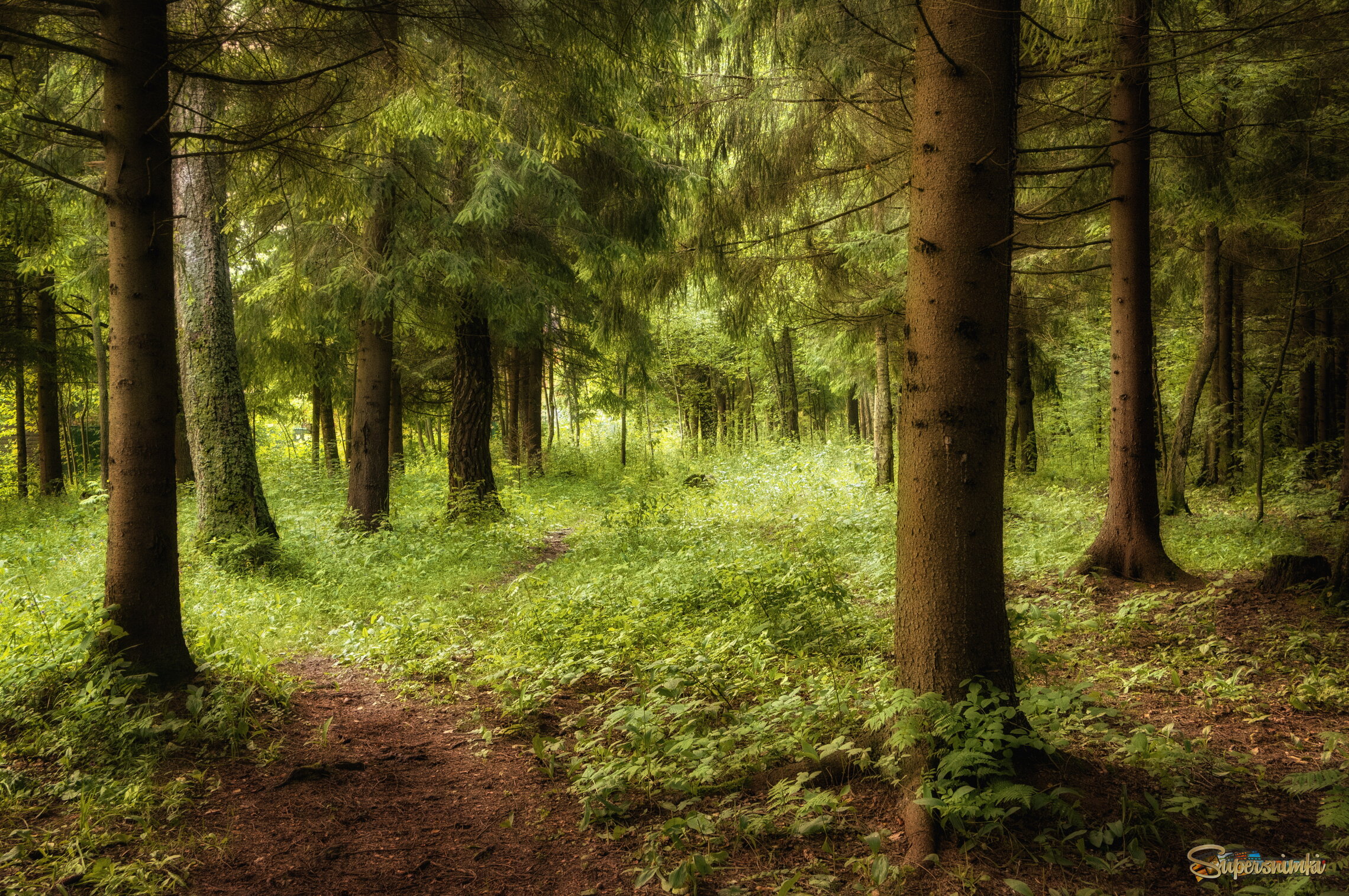 Сказочный лес