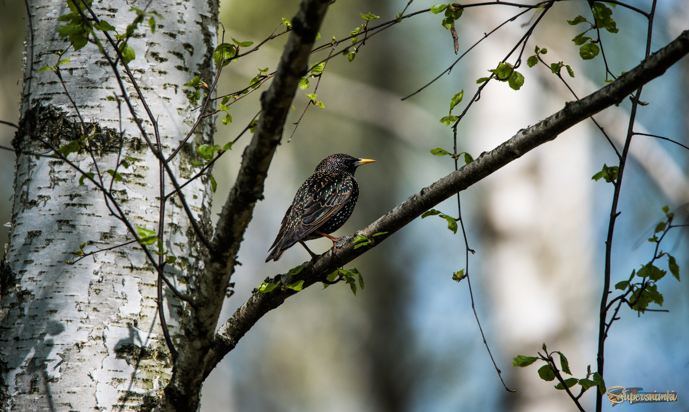 Скворец и весна.