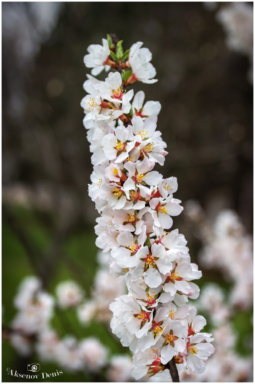 Когда по весне природа просыпается