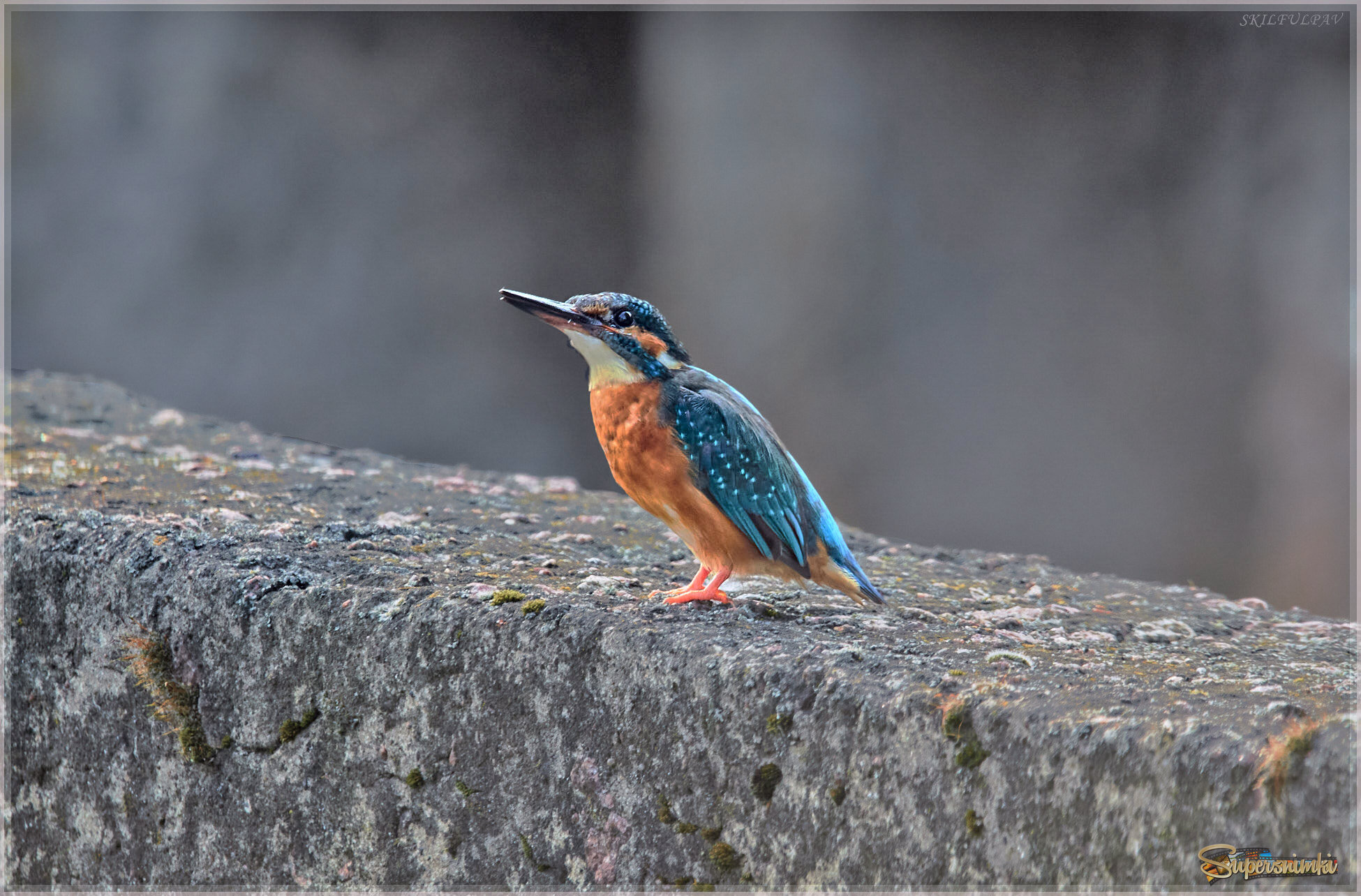 пучеглазик...конечно меня видит... 