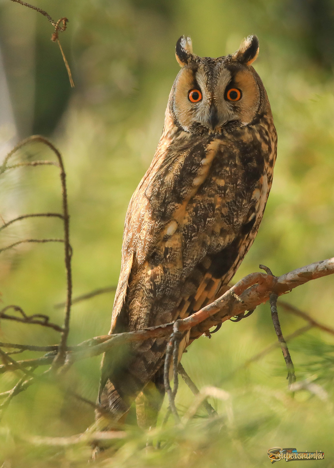 Пронзая взглядом