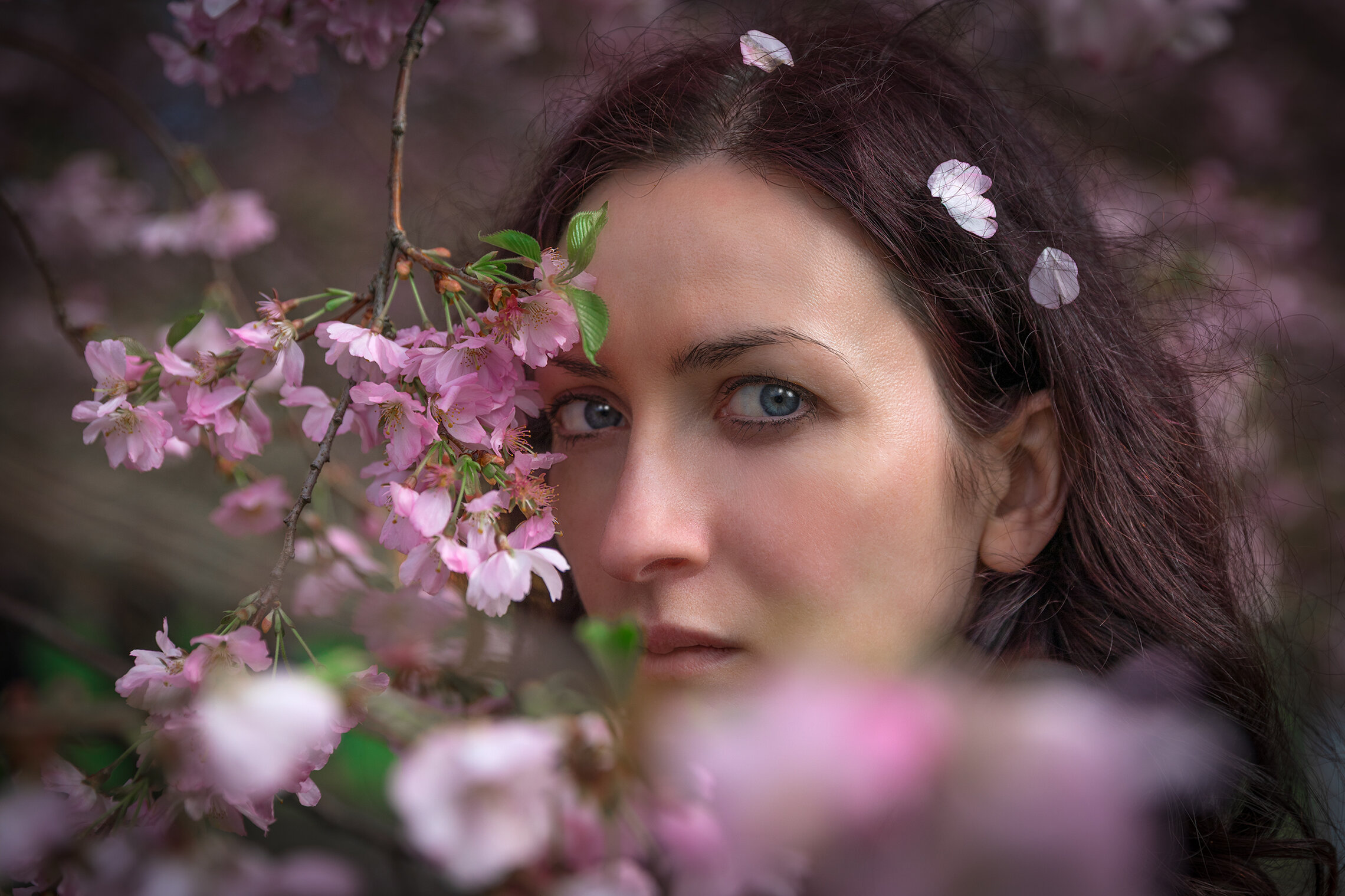 Когда цветёт сакура- 2