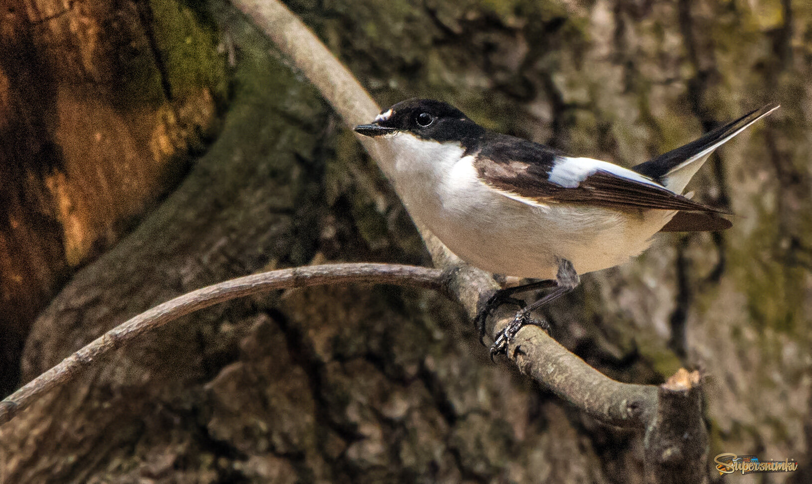 Мухоловка-пеструшка.