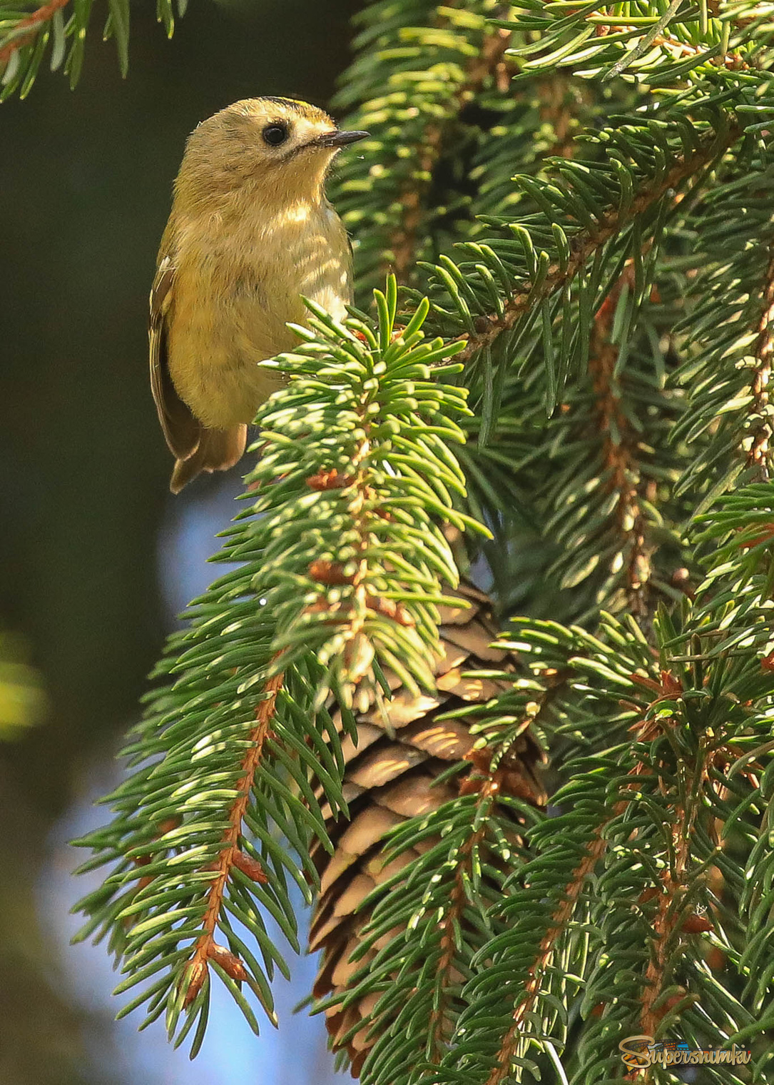 Меньше шишки