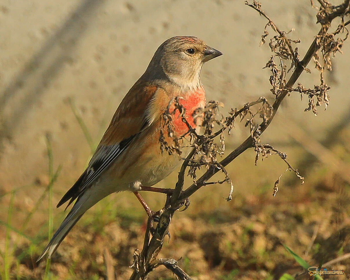 Какой умный взгляд! 