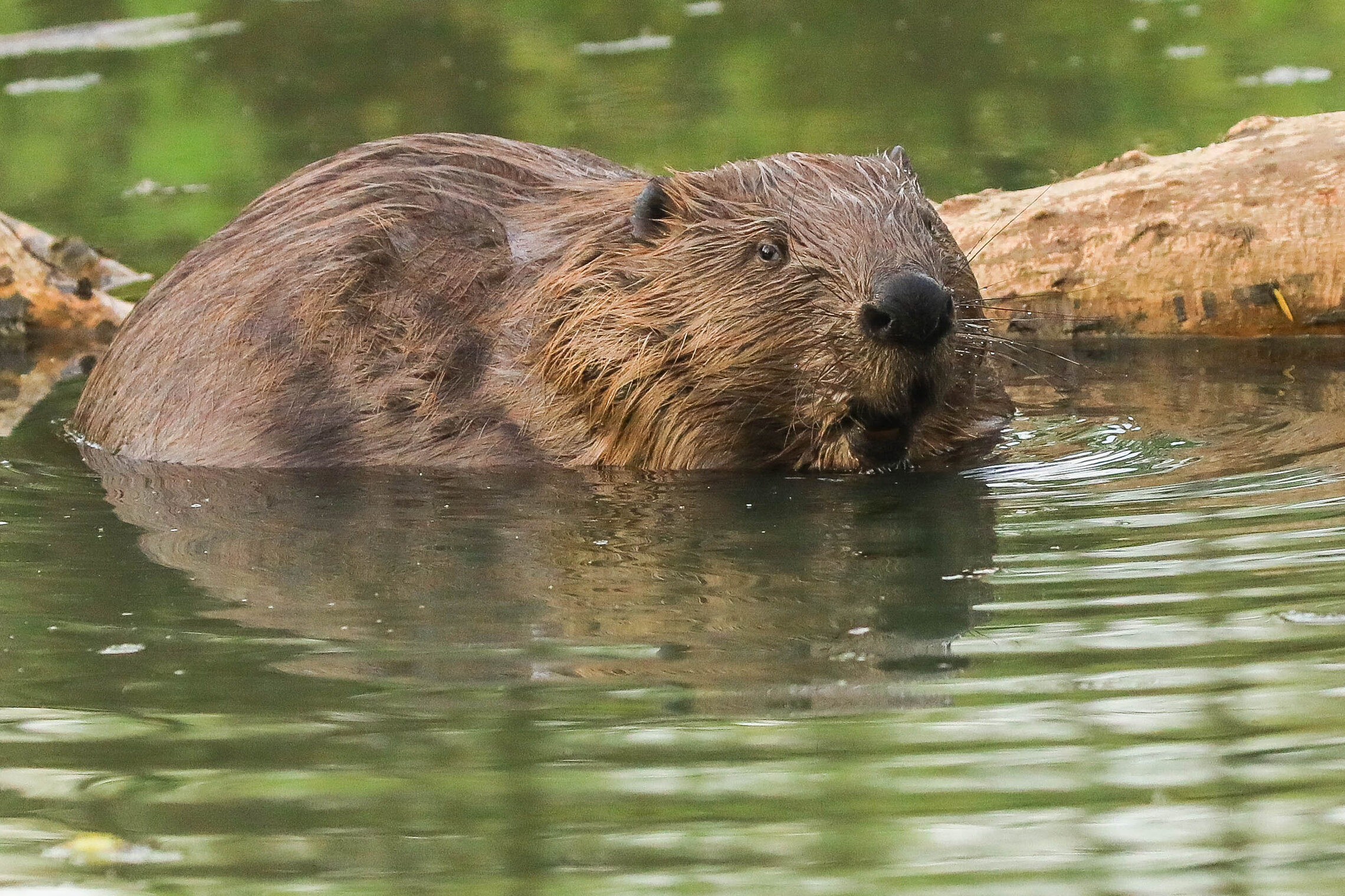 О чем мечтает бобёр?