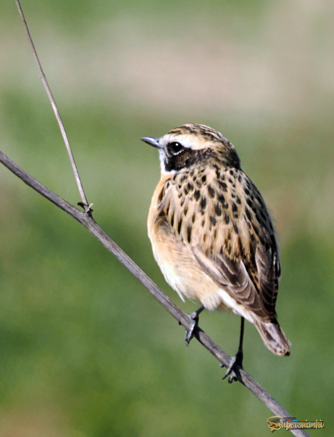 Луговой чекан.