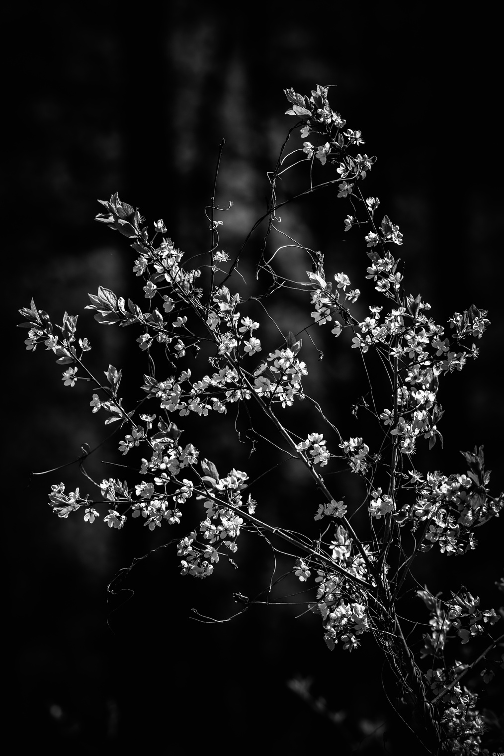 Сакуры нет , возмите вишню .