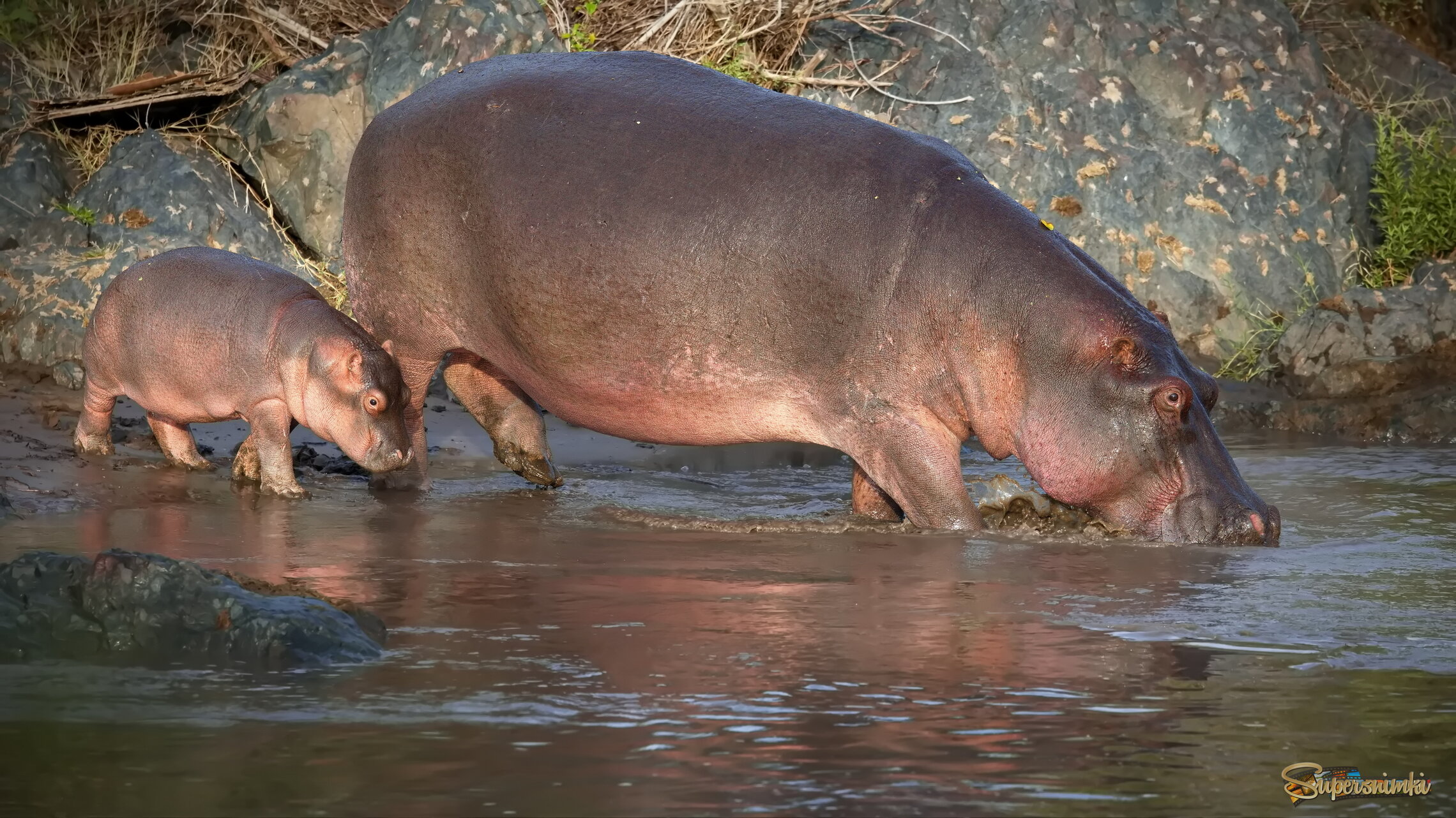Конгруэнтность
