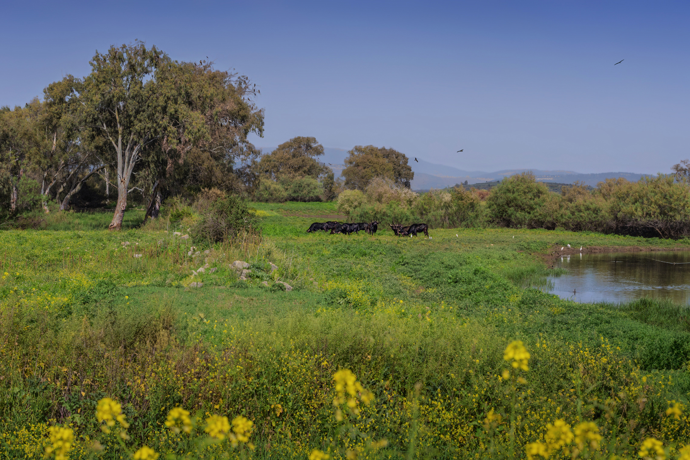 Сельская идиллия