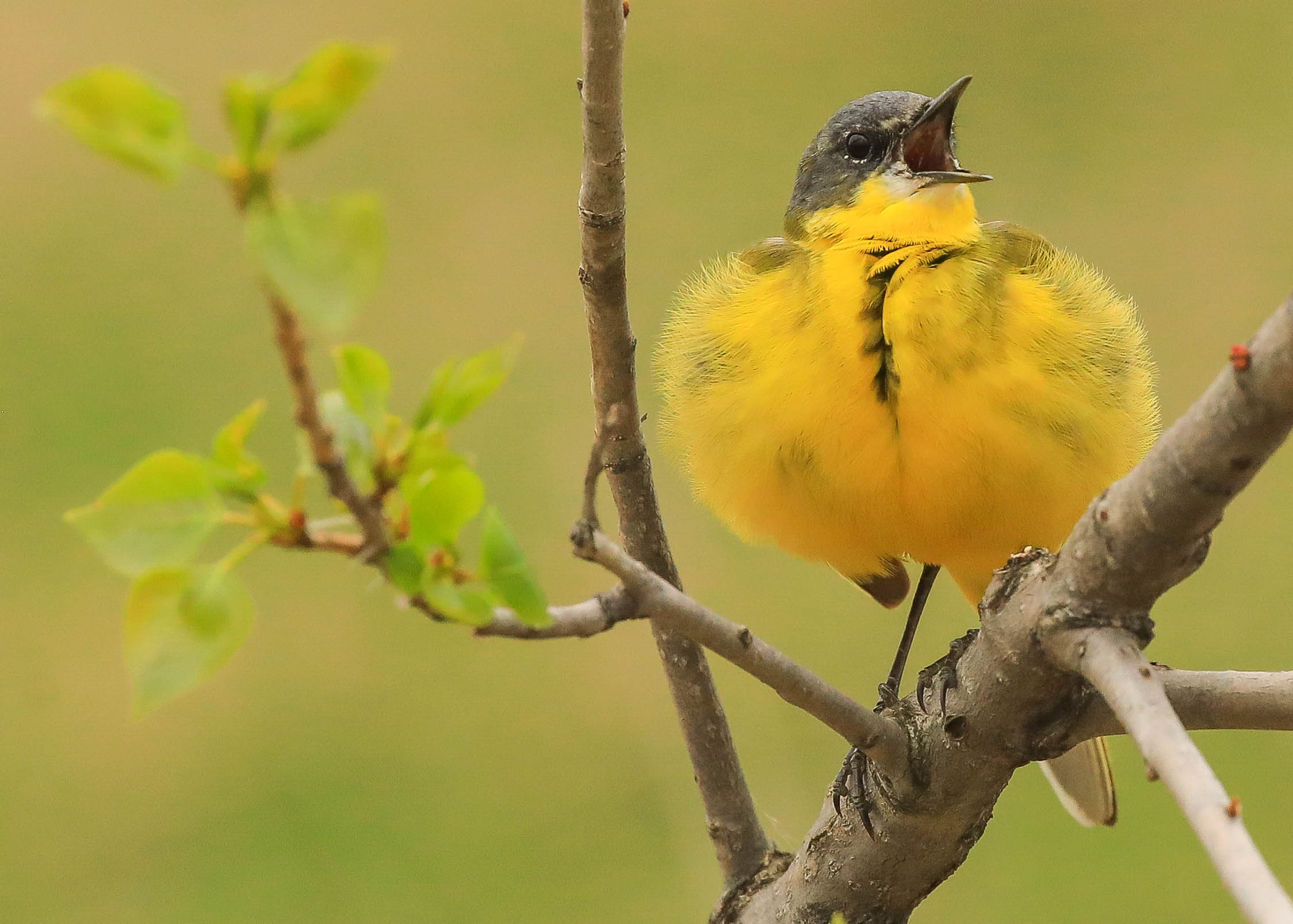 Петь я не умею, но очень хочу