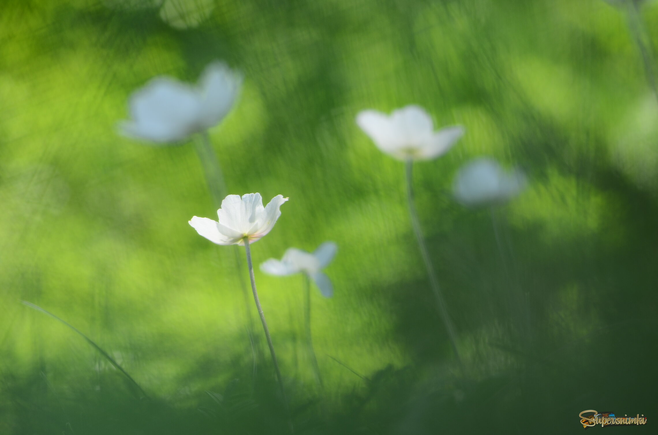 Цветочные ангелы