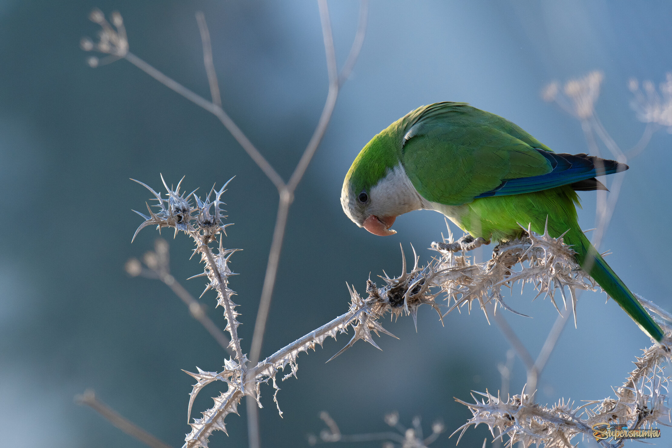 *Утро в январе 2025
