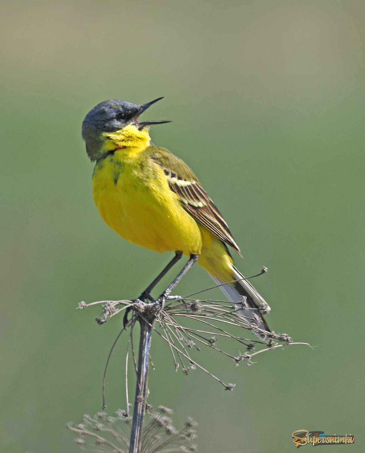Жёлтая трясогузка.