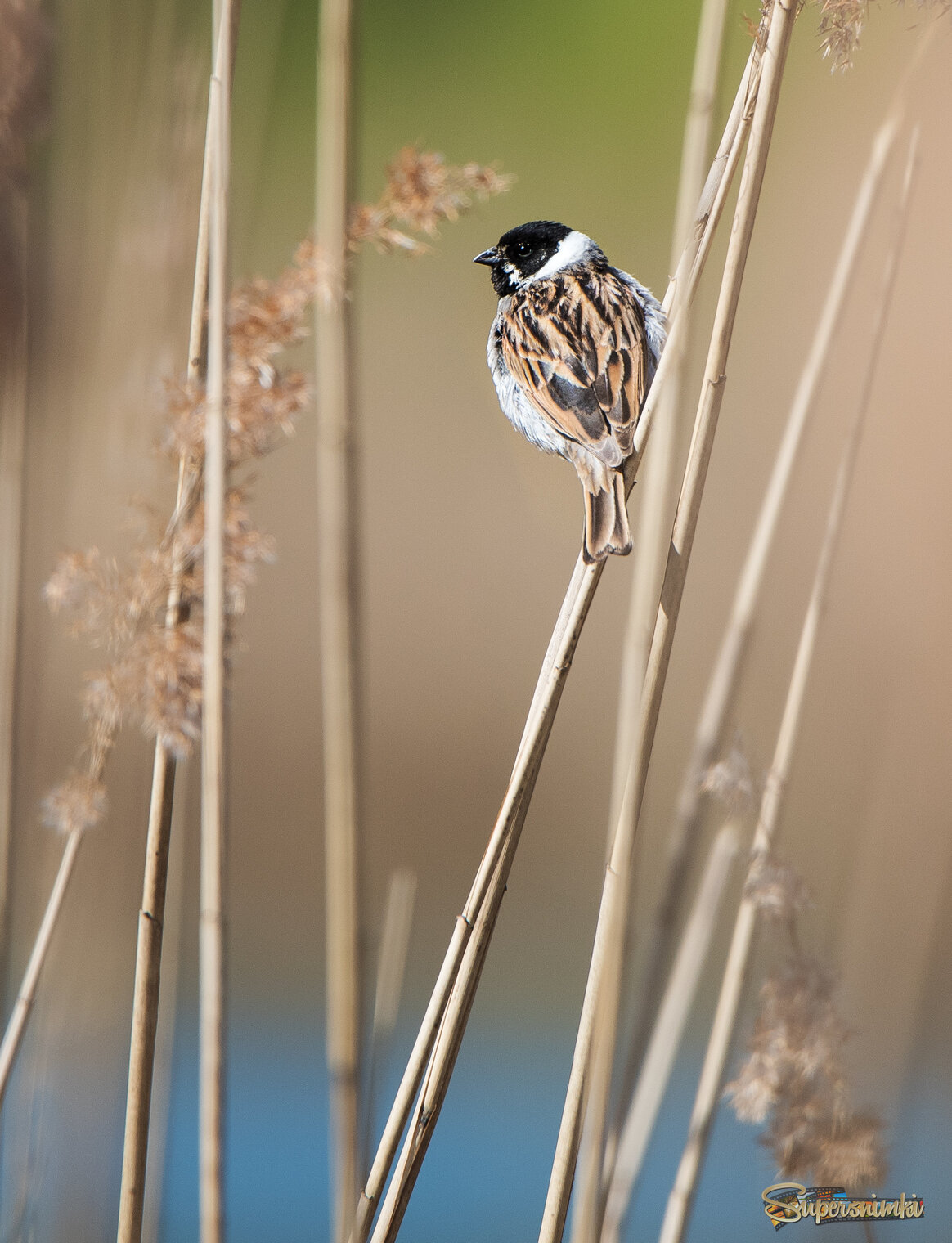 Камышовая овсянка.