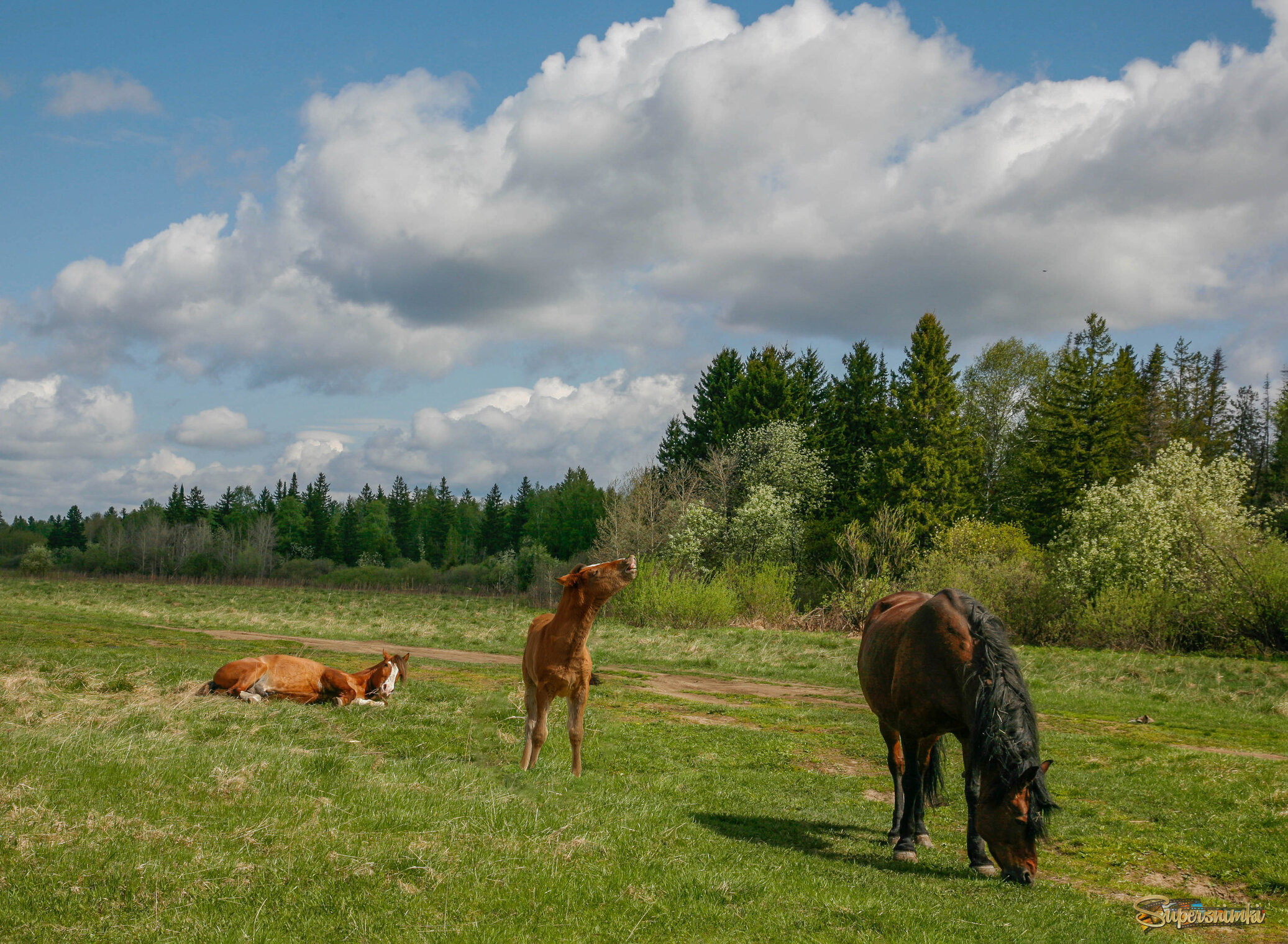 Пасутся кони на лугу