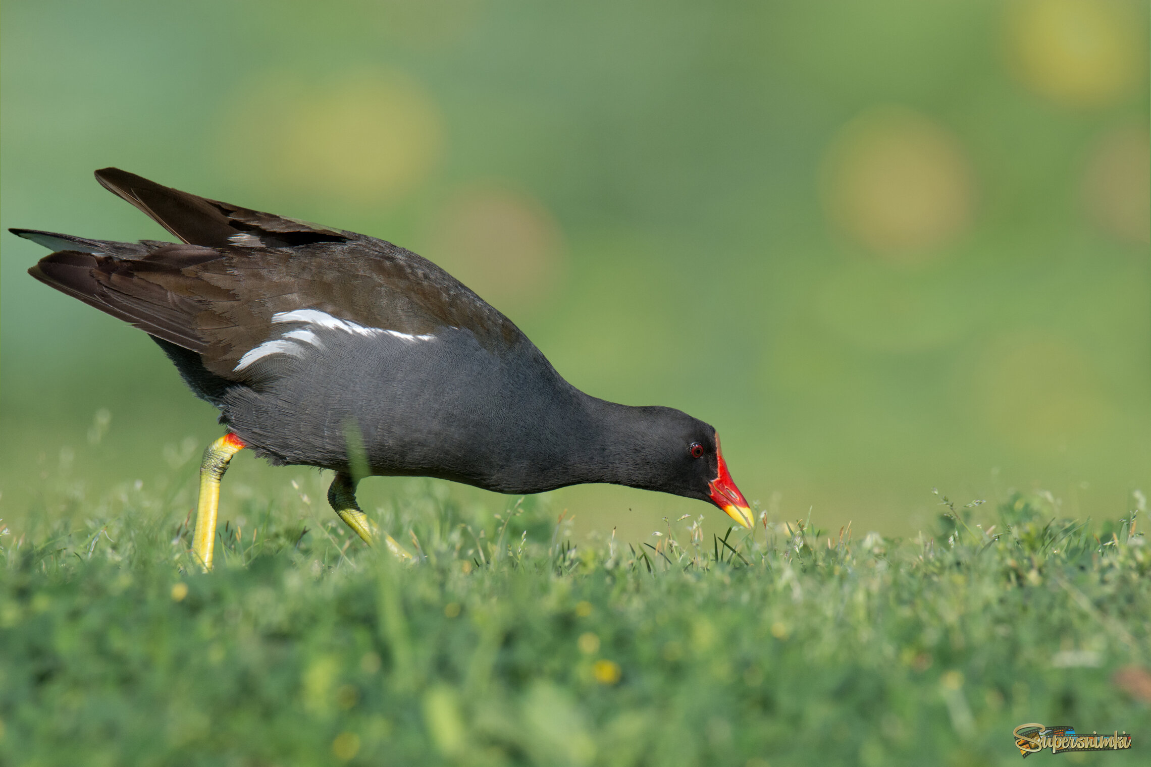*Весенний лужок, зелёный бережок...