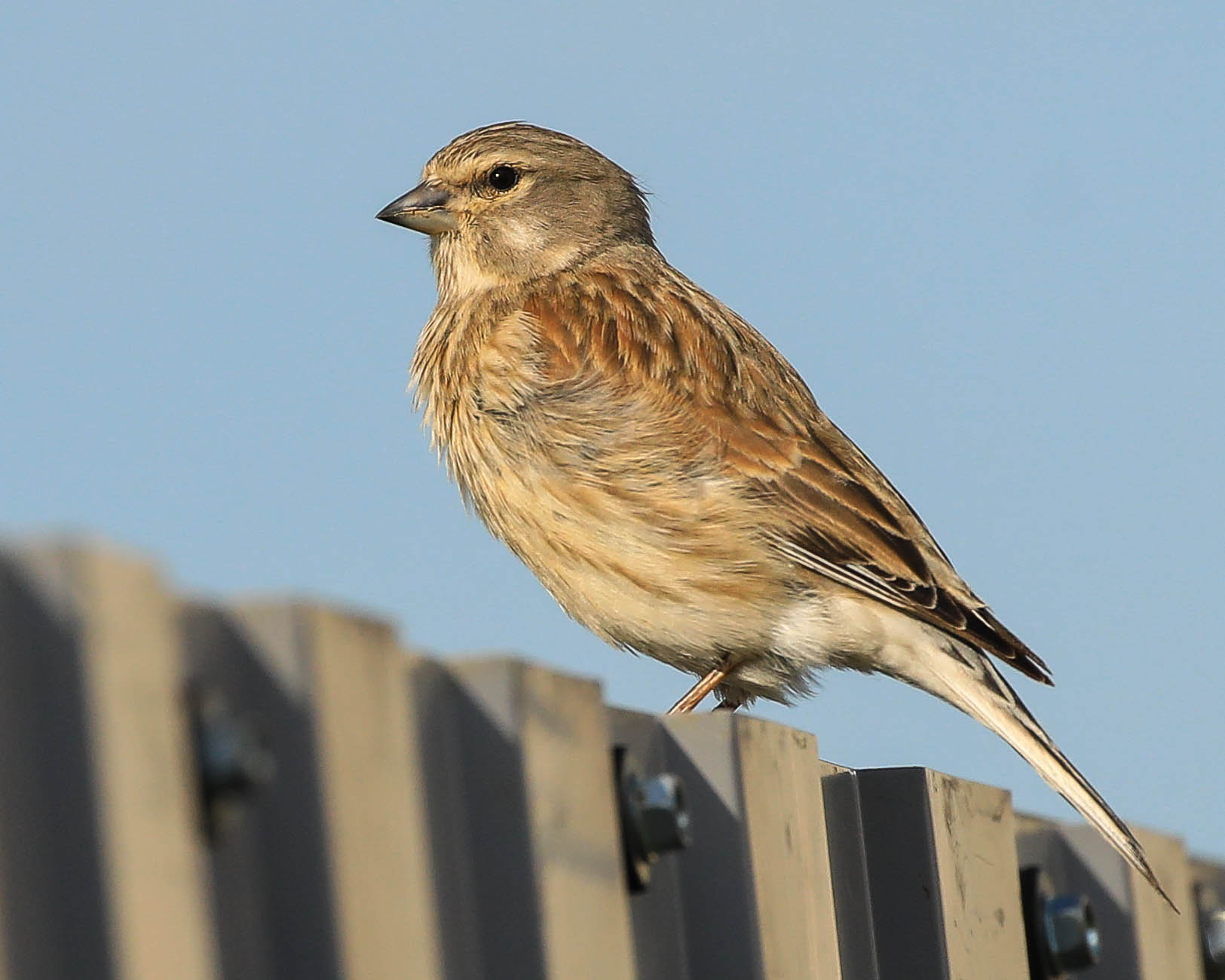 В городских джунглях