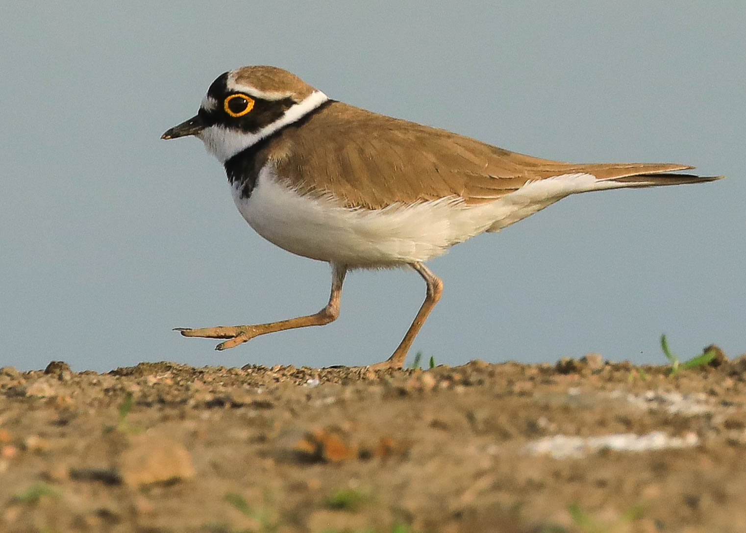 Я по берегу хожу и вокруг себя гляжу