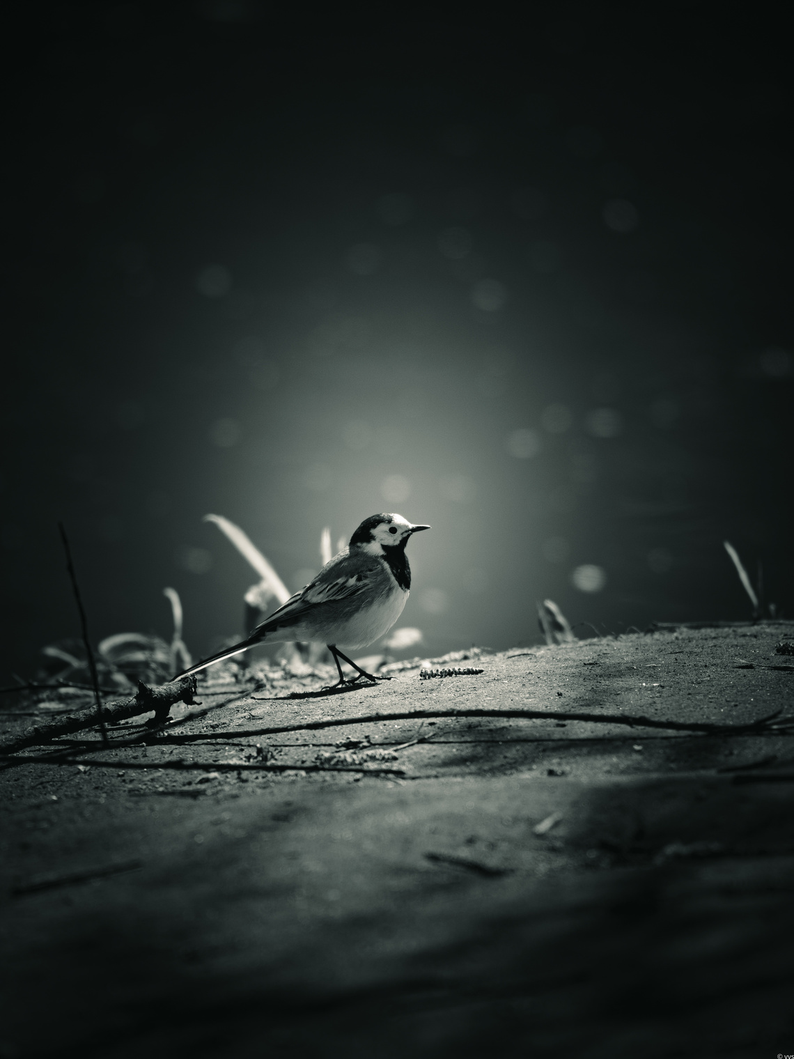 Трясогузка.