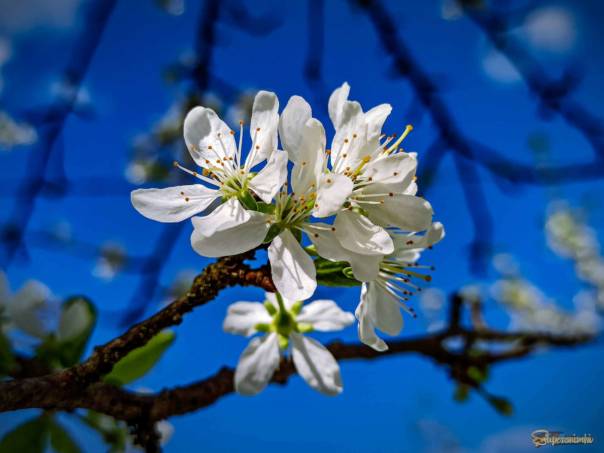 "Мирабель" в лучах солнца 