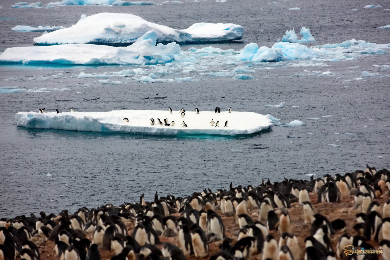 Раскольники