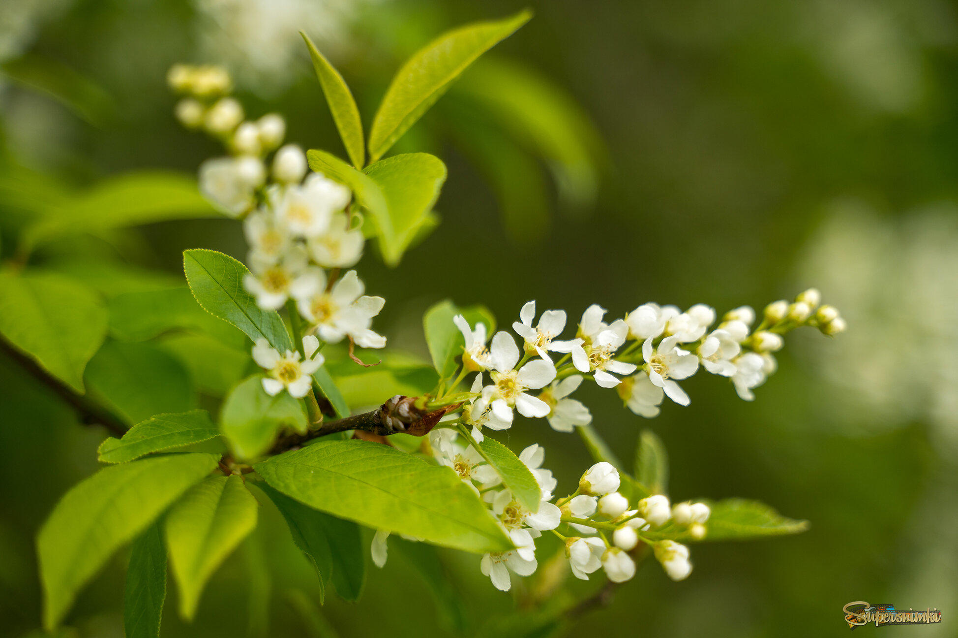 6811c7086df4cd6c5cd6398e