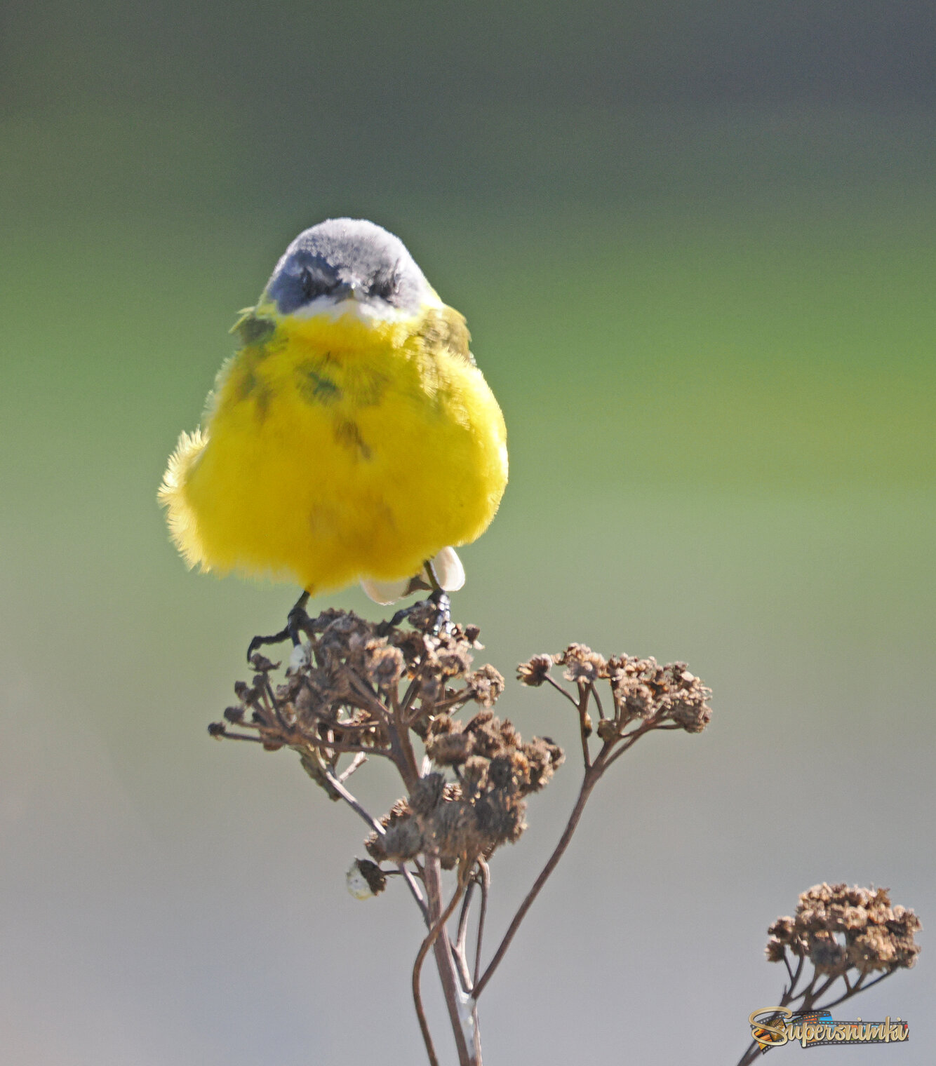 "Мягкая игрушка".