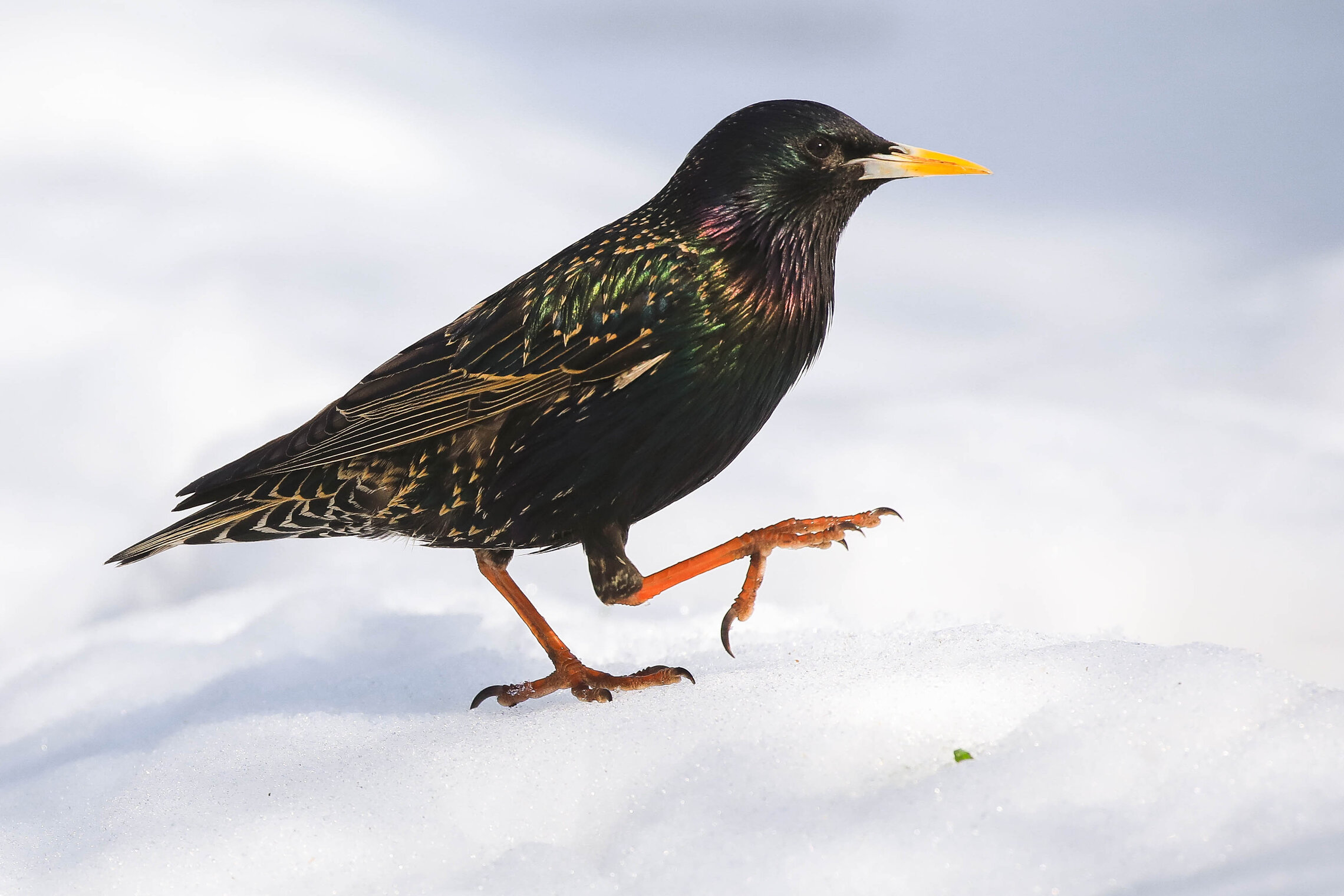 Надоела зима!