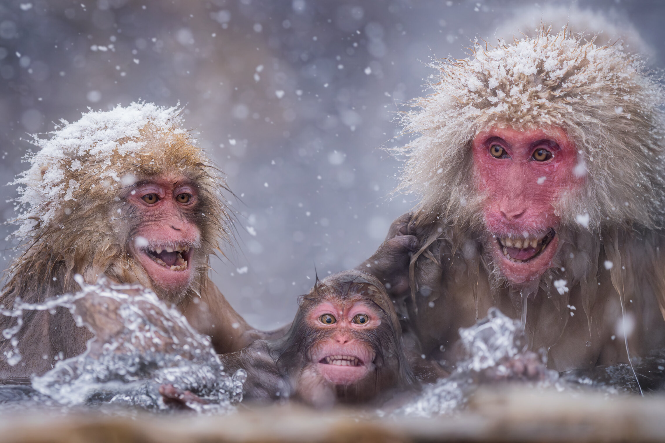 Snow Monkey Snorkeling Lesson