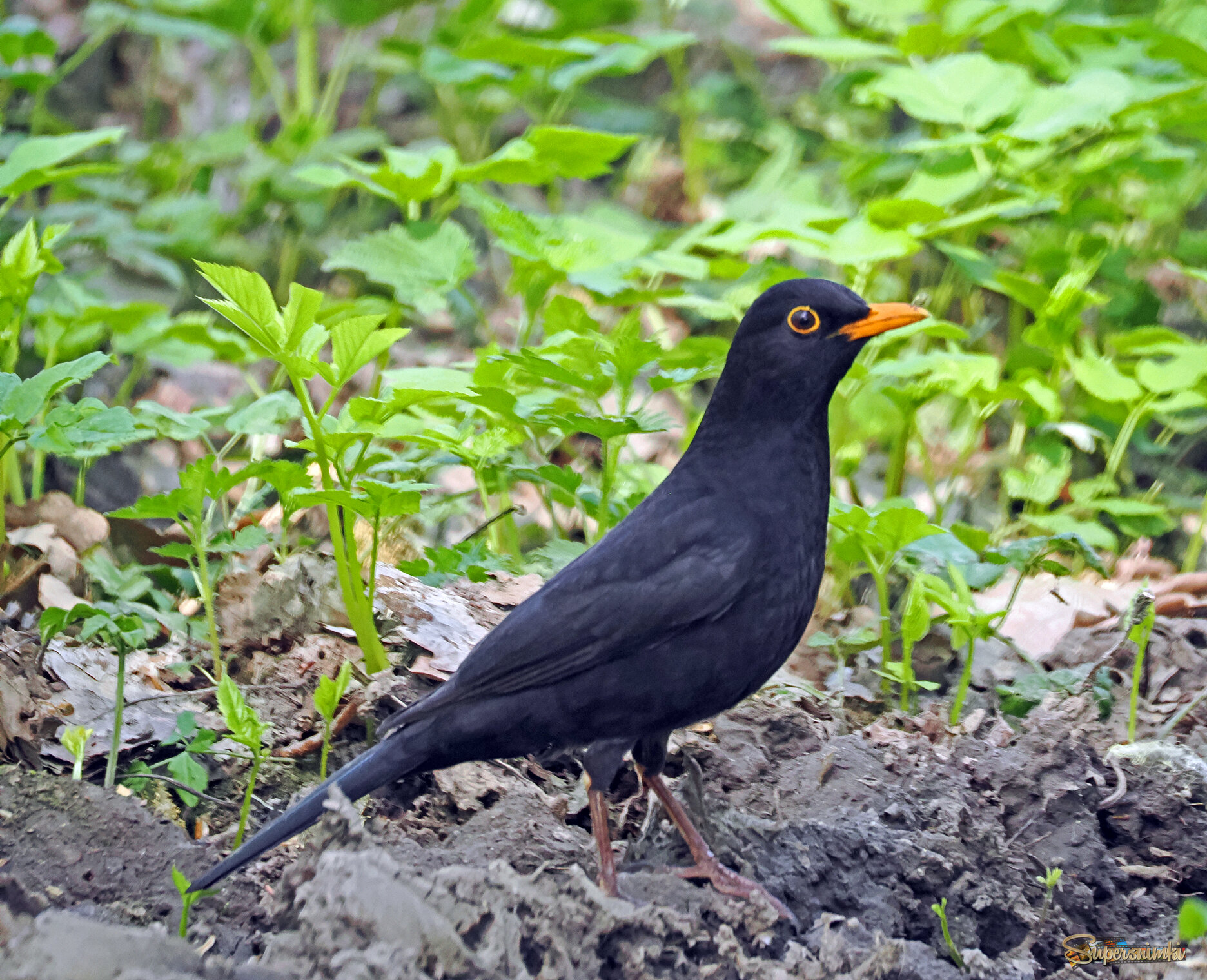 Чёрный дрозд.