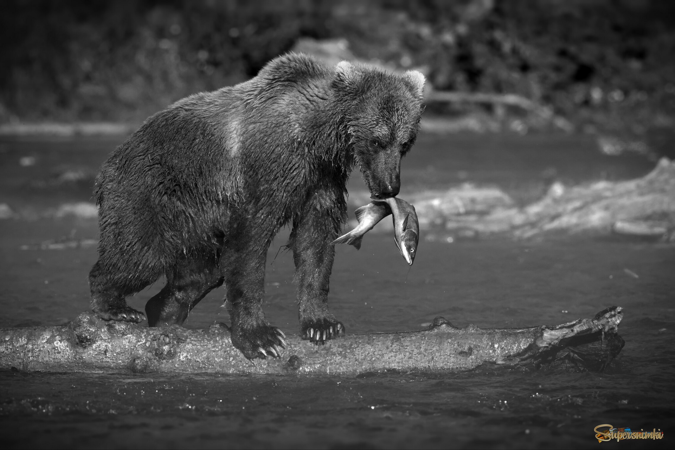 Предвкушение вкусной трапезы