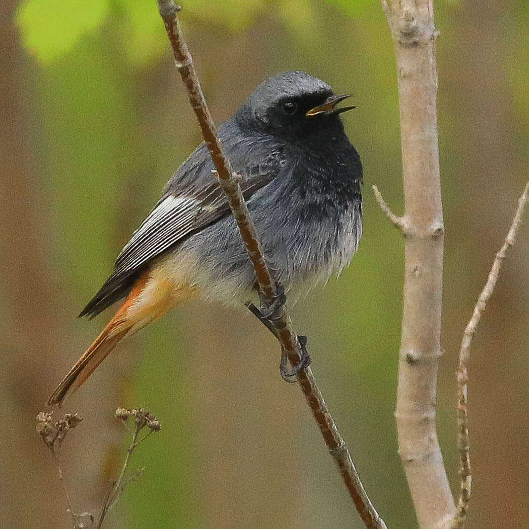 Сейчас спою!