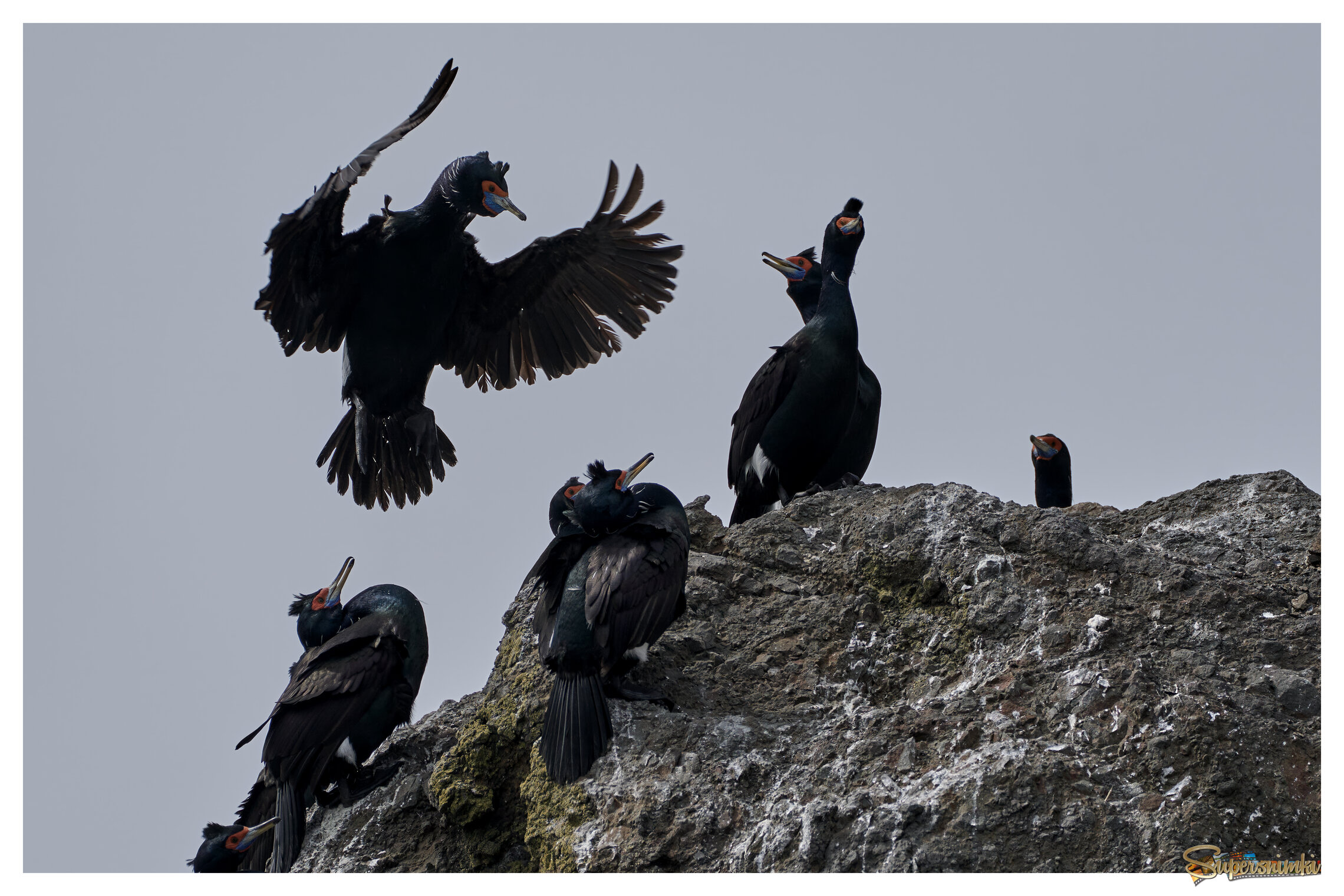 Бакланы прилетели
