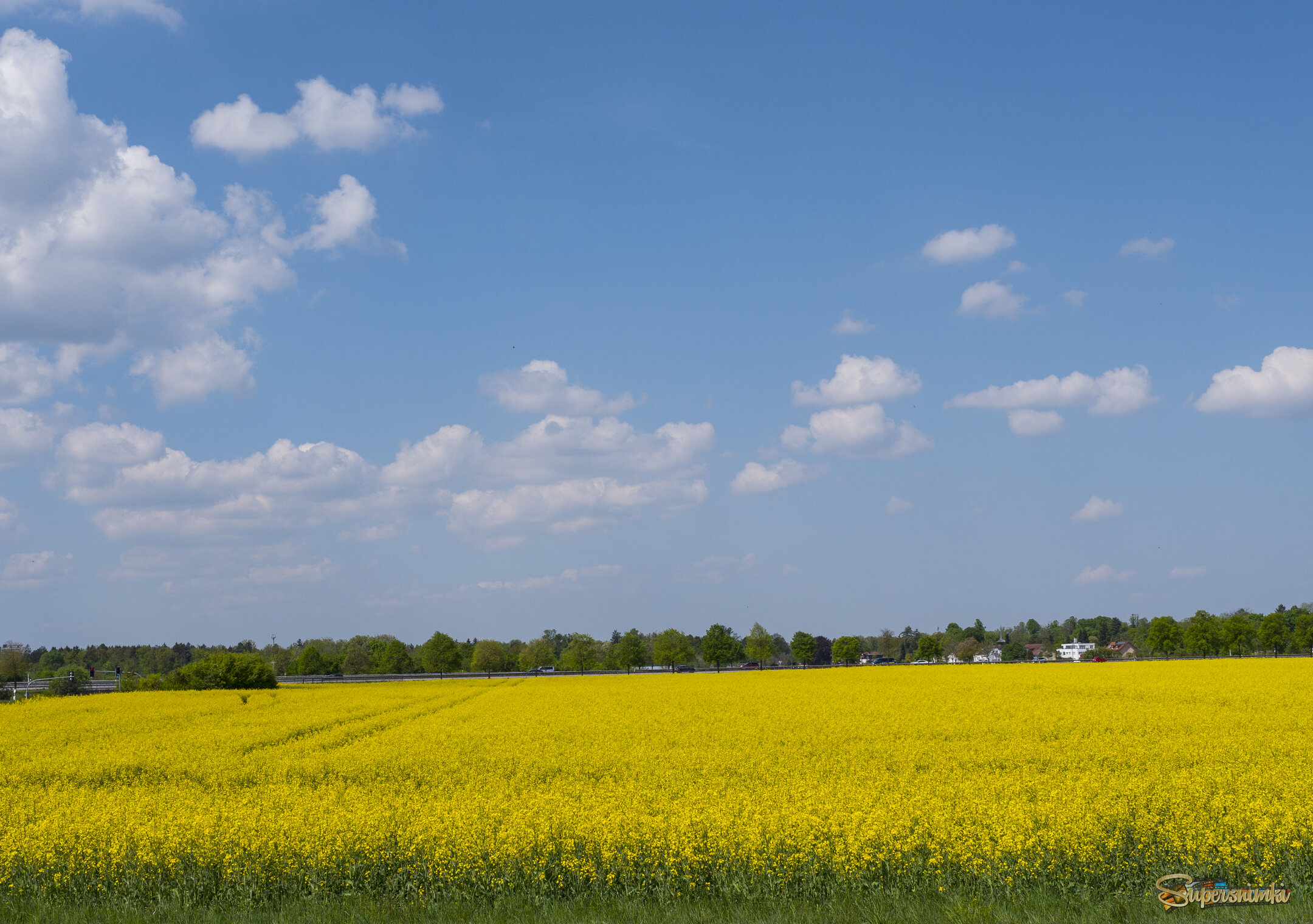 Цветет рапс