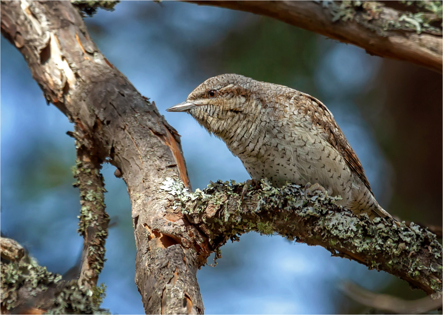 Вертишейка